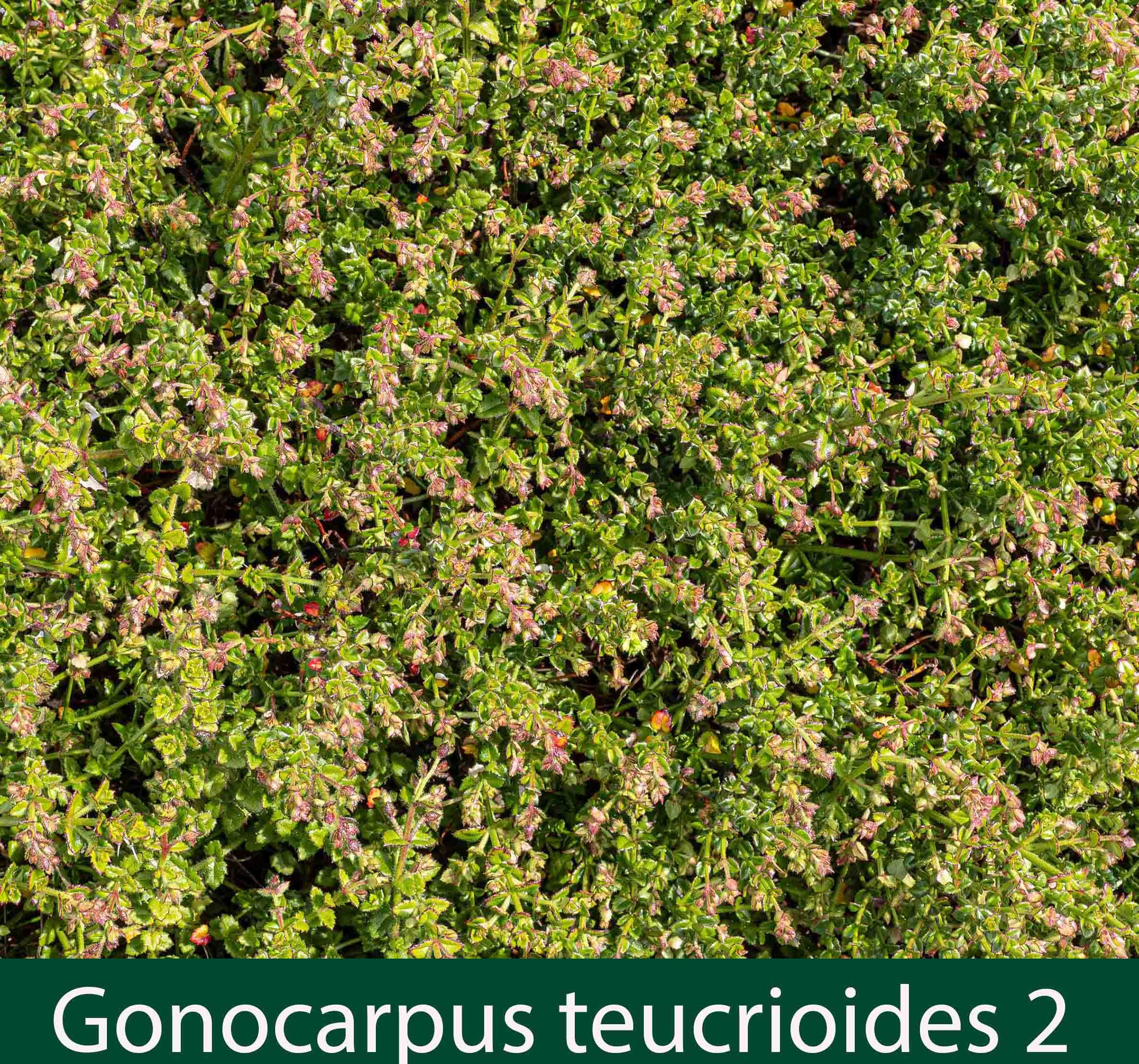 Gonocarpus teucrioides 2_.jpg