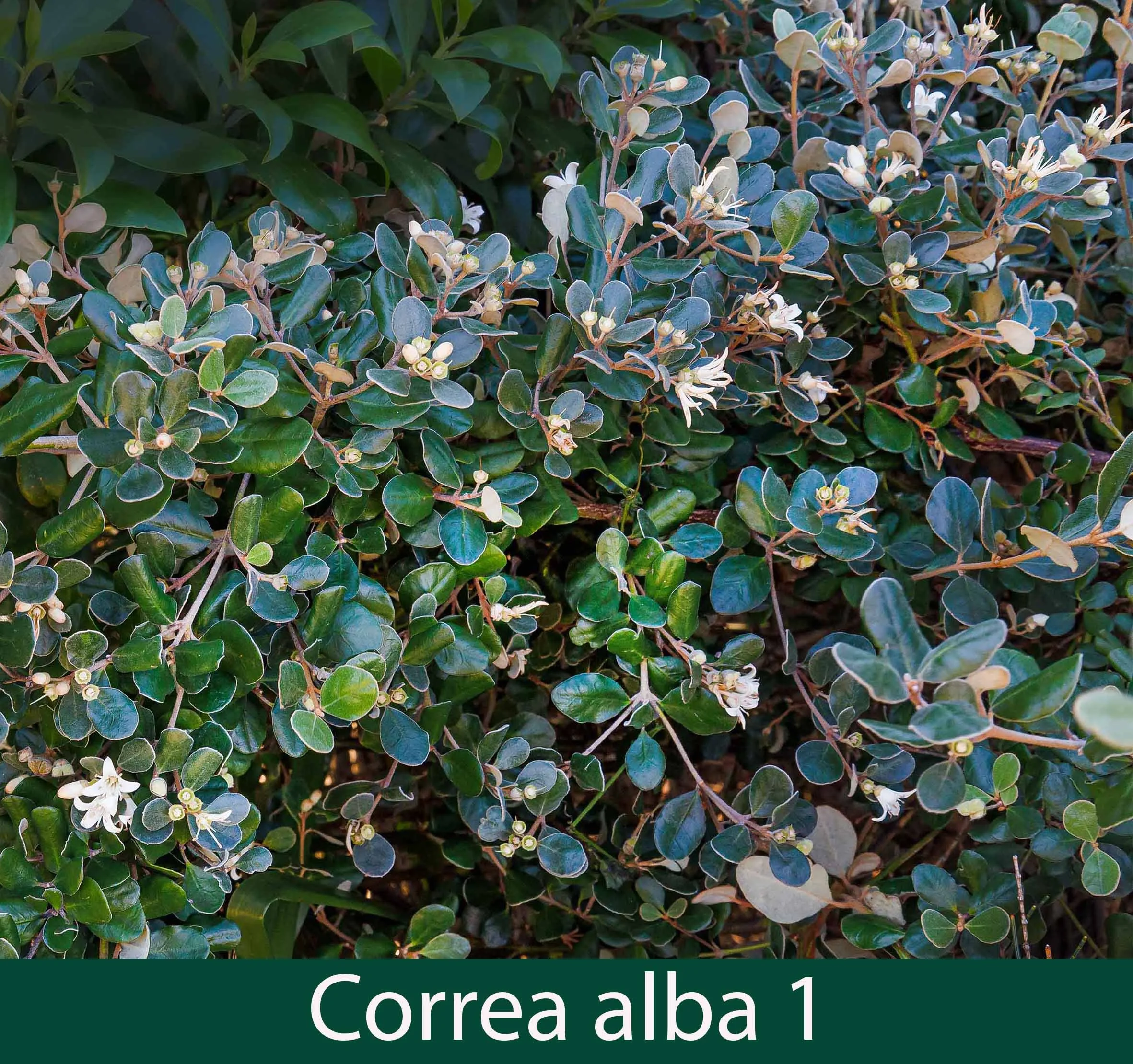Correa alba 1_.jpg