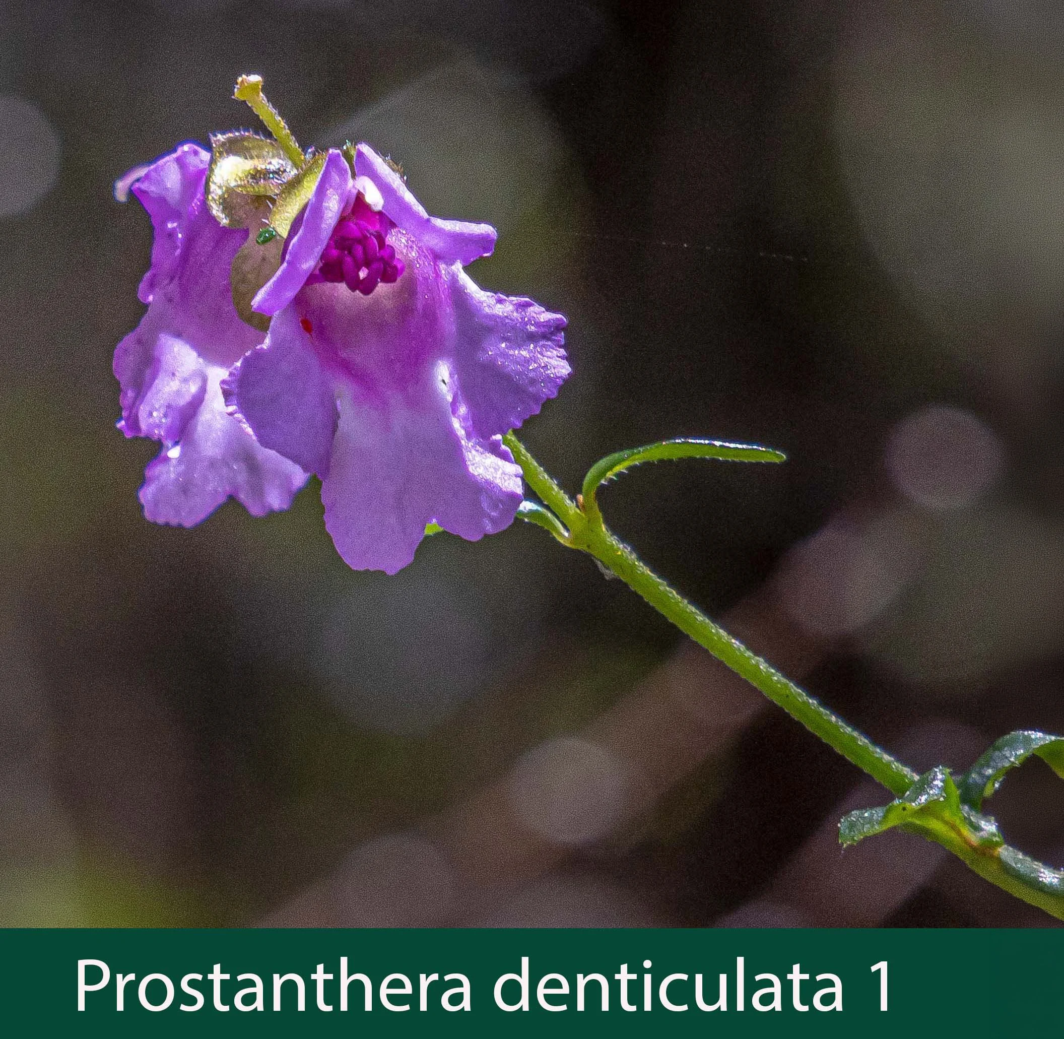 Prostanthera denticulata 1_.jpg