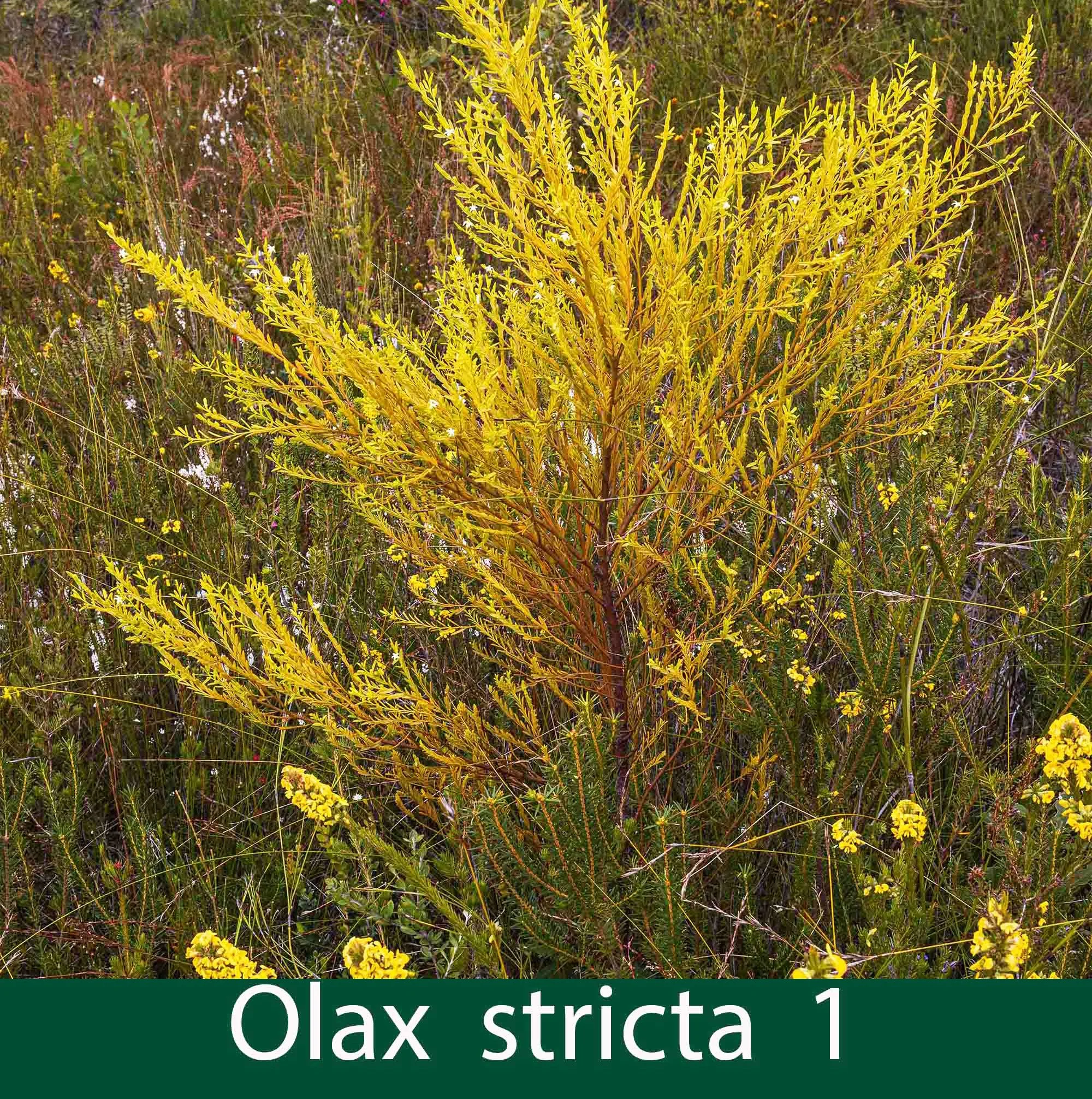 Olax stricta 1_.jpg