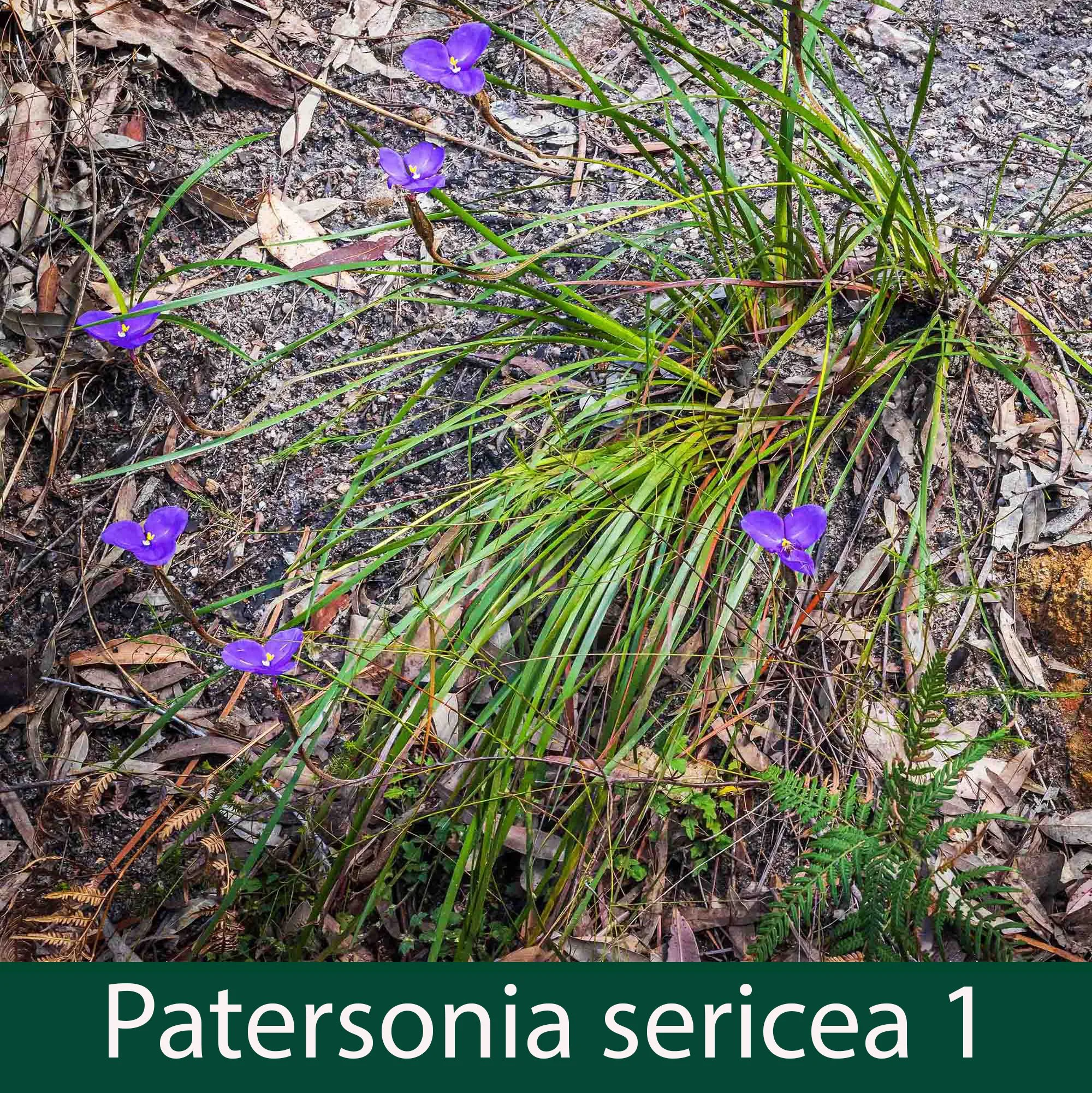 Patersonia sericea 1_.jpg