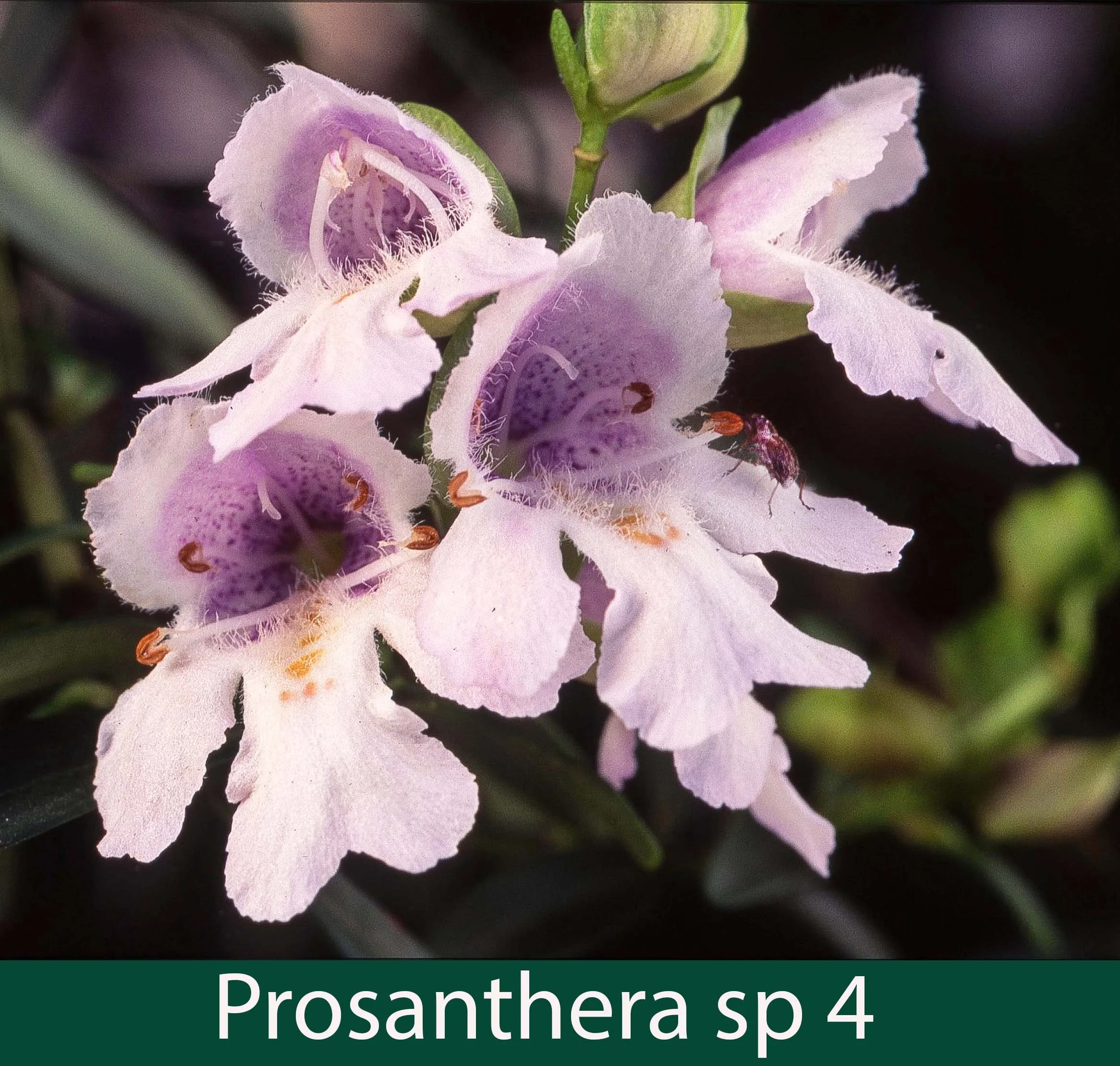 Prostanthera sp 4_.jpg