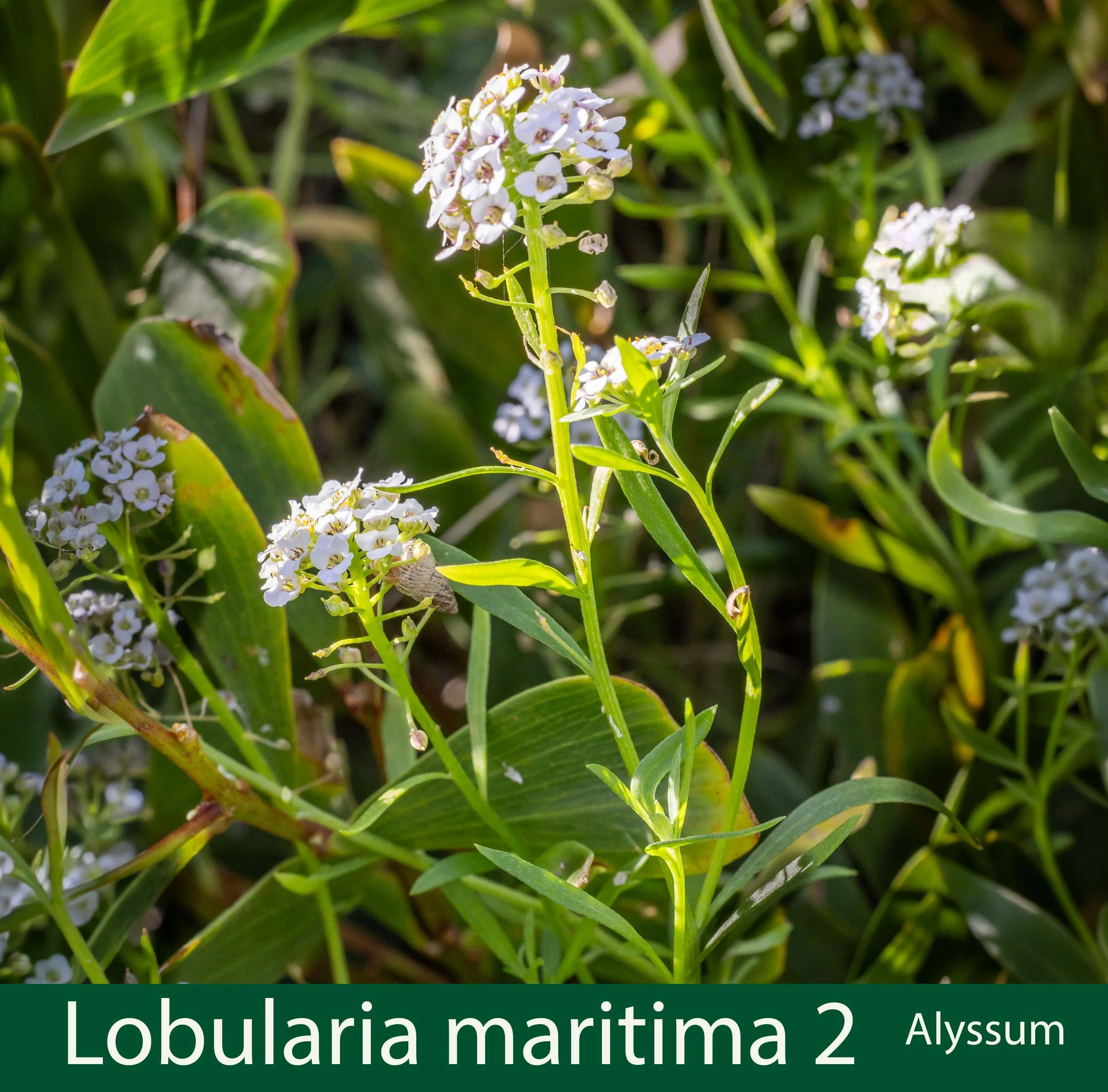 Lobularia maritima-2-Alyssum-.jpg