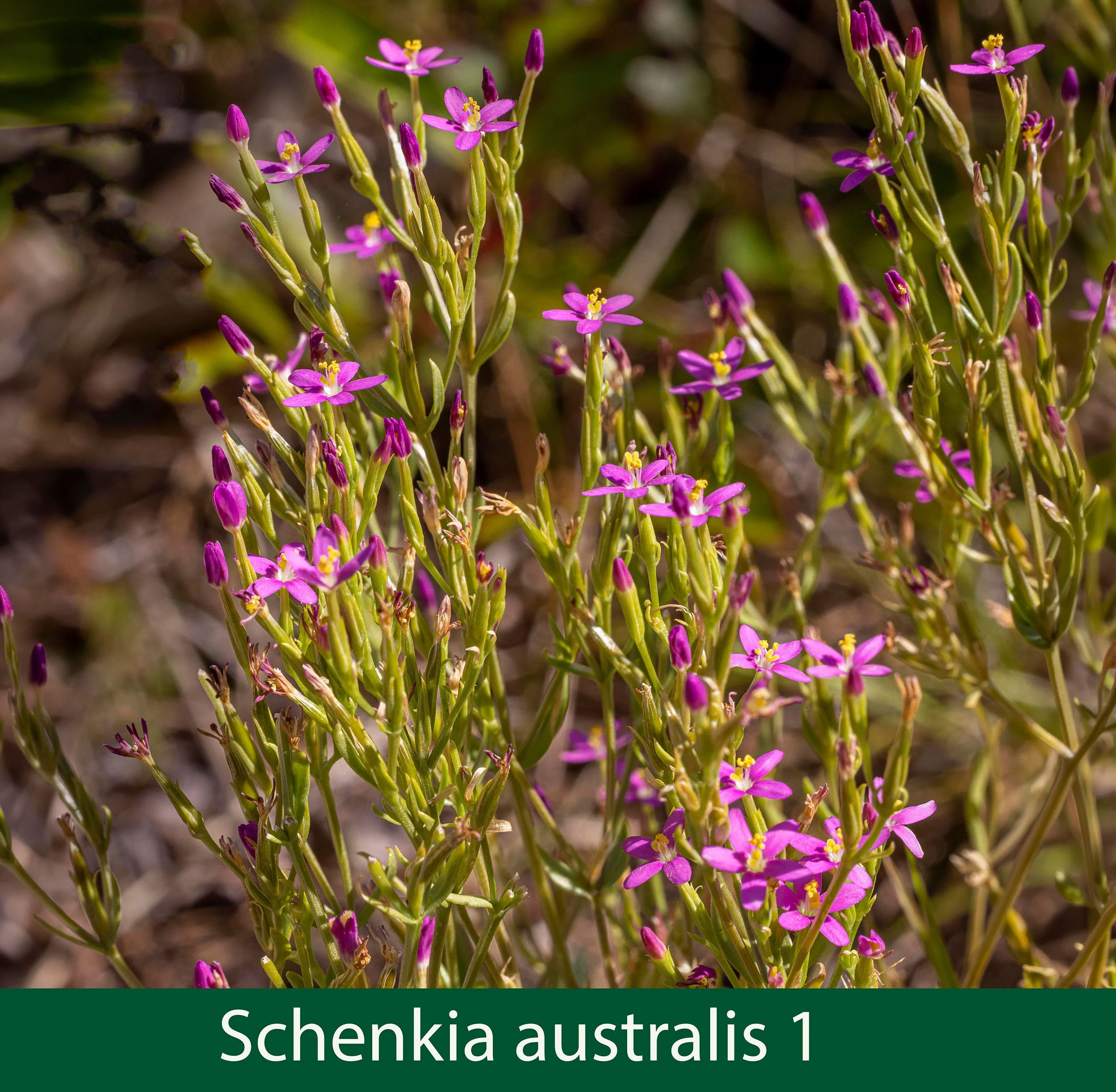 Schenkia australis 1-at JPG 6.jpg
