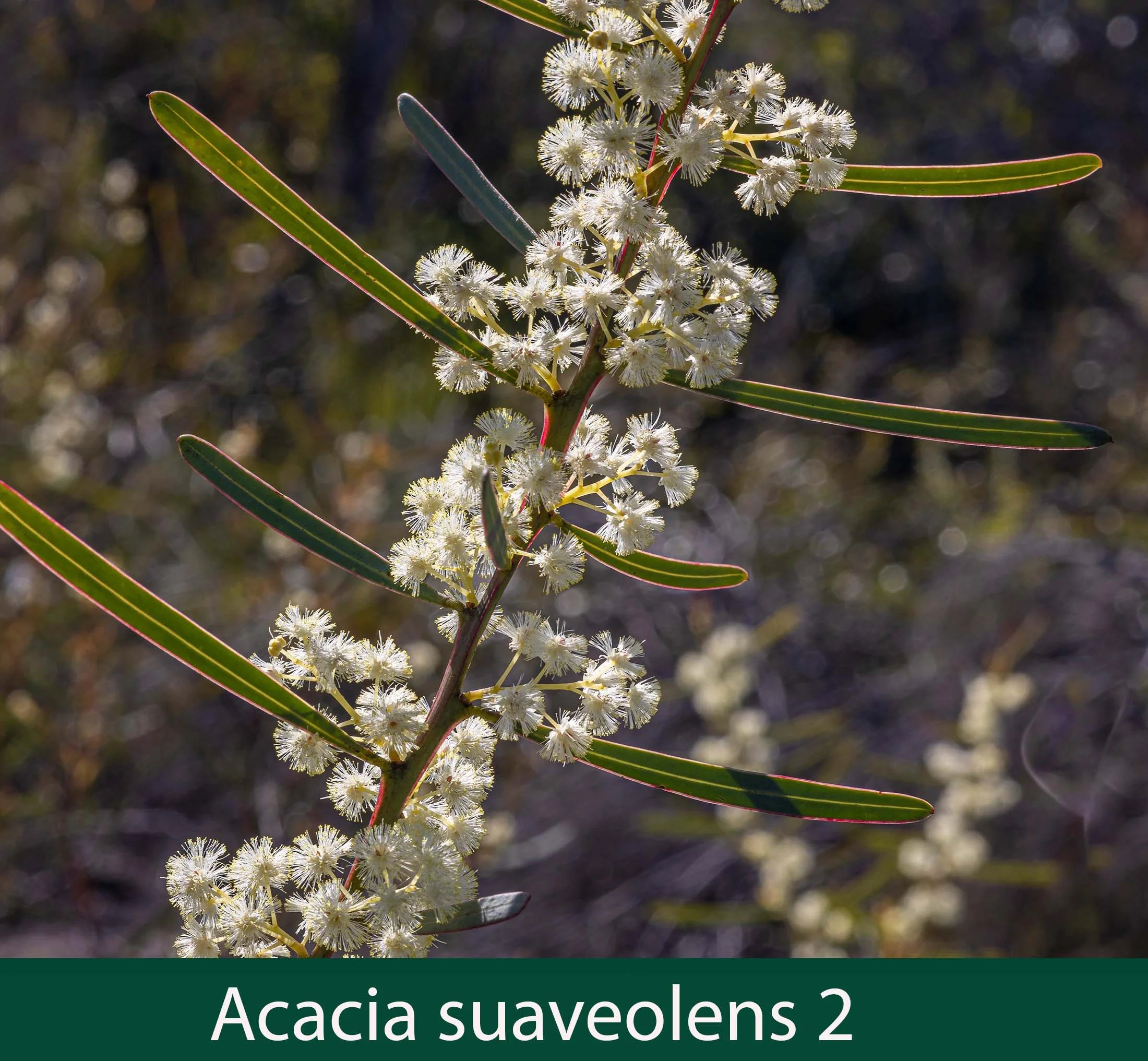 Acacia suaveolens 2.jpg