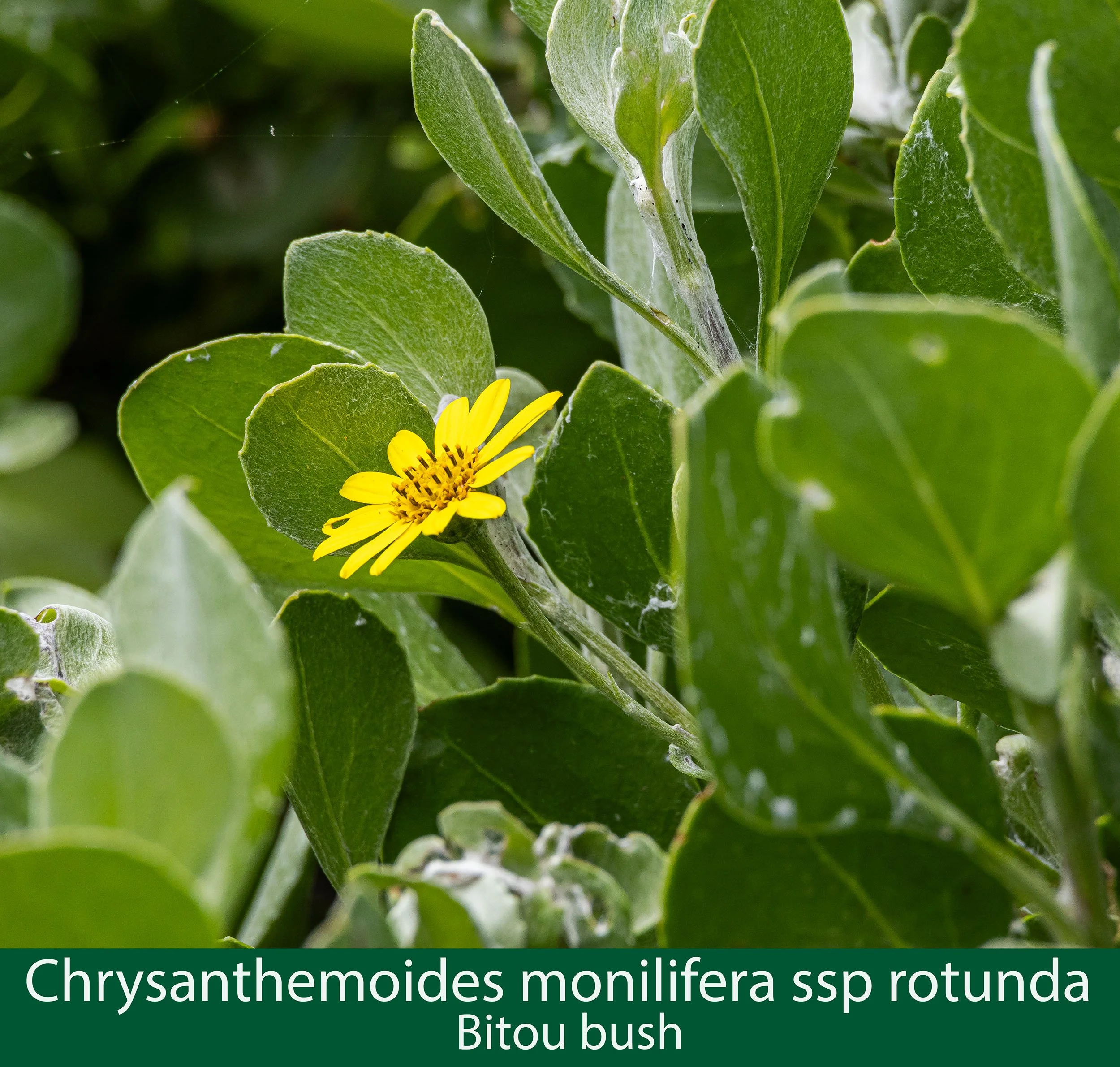 Chrysanthemoides monilifera ssp rotunda  Bitou Bush 261A0937.jpg