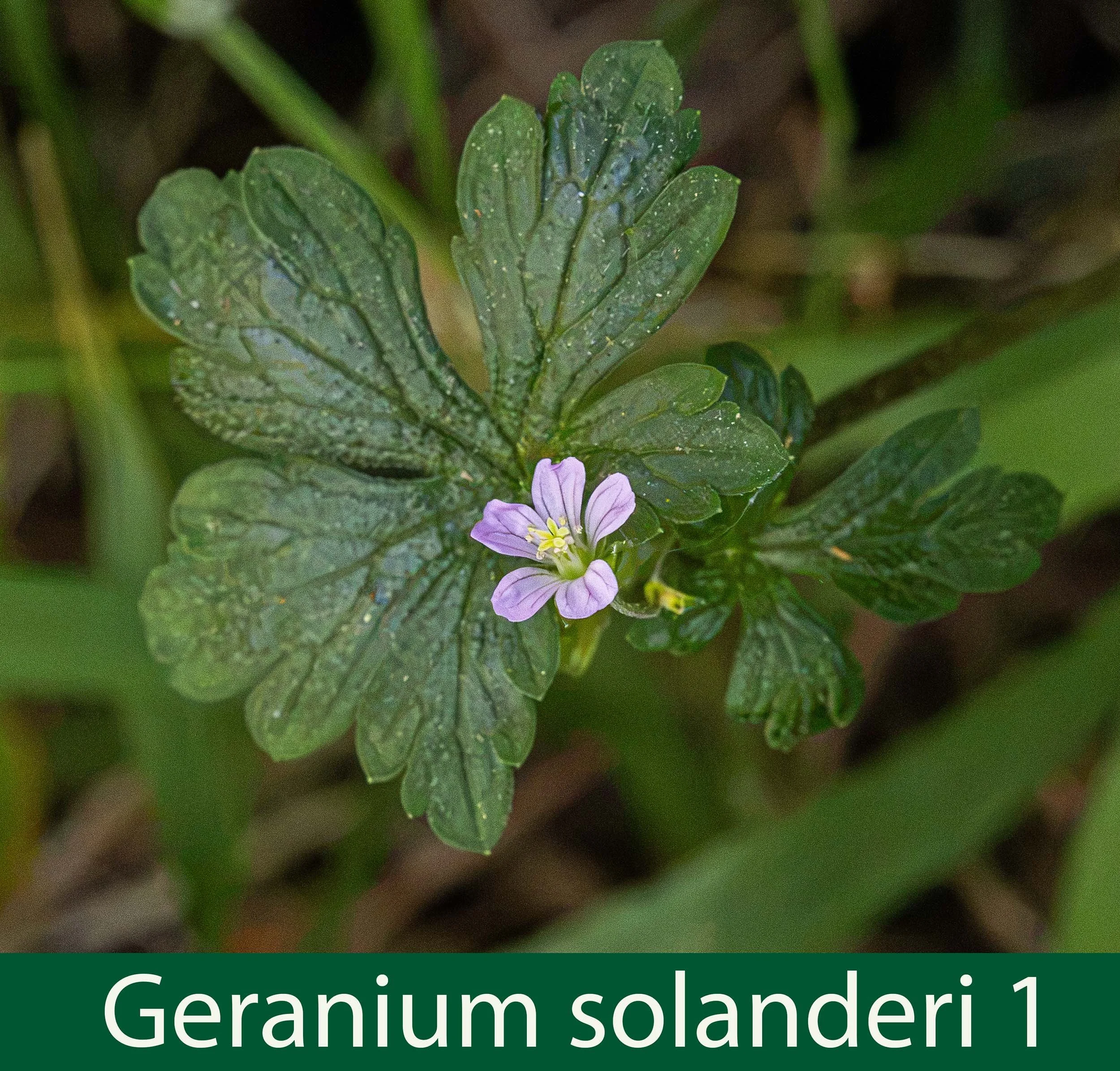 Geranium solanderi 1-3261A1114.jpg