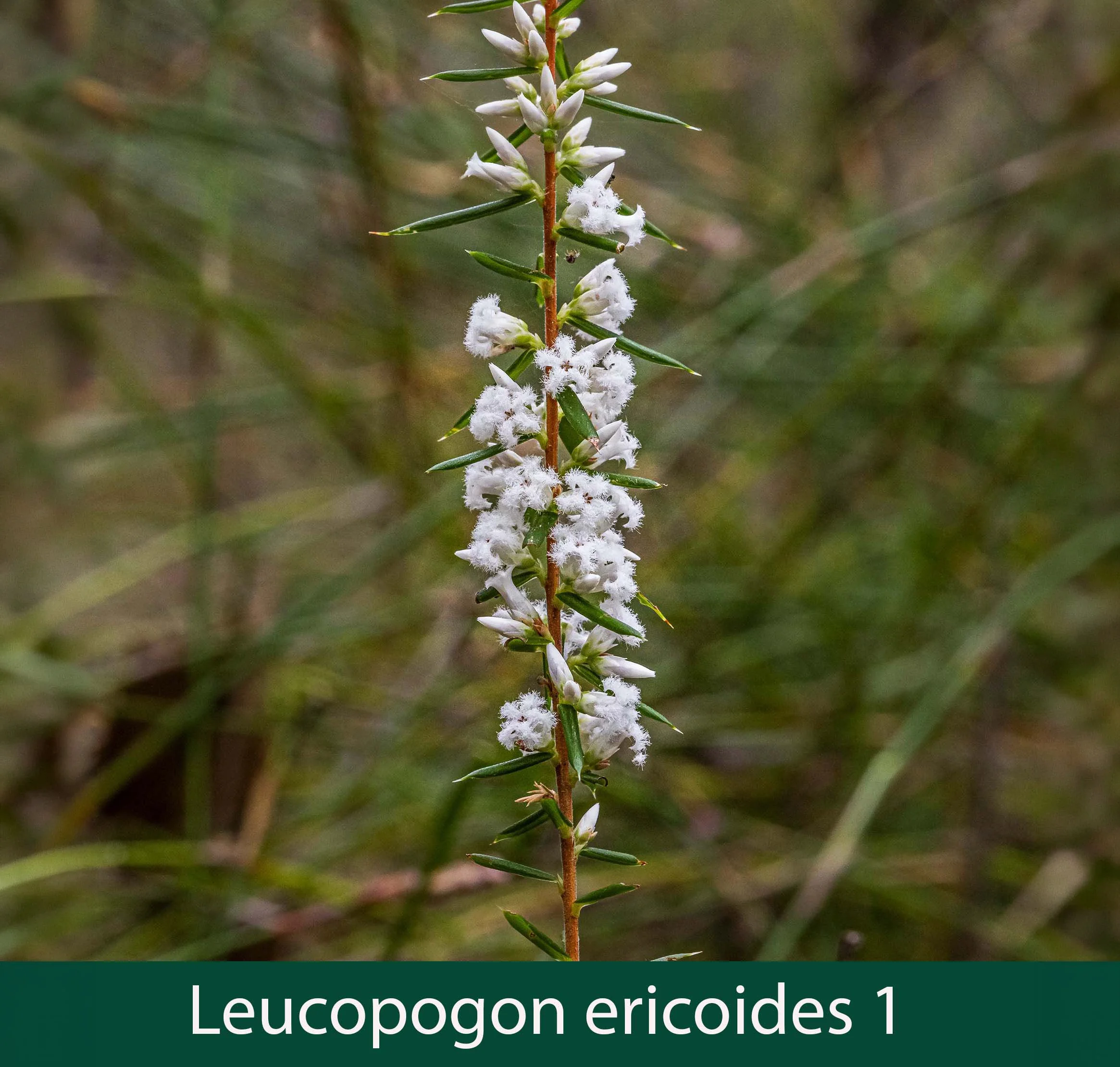Leucopogon ericoides 1_.jpg