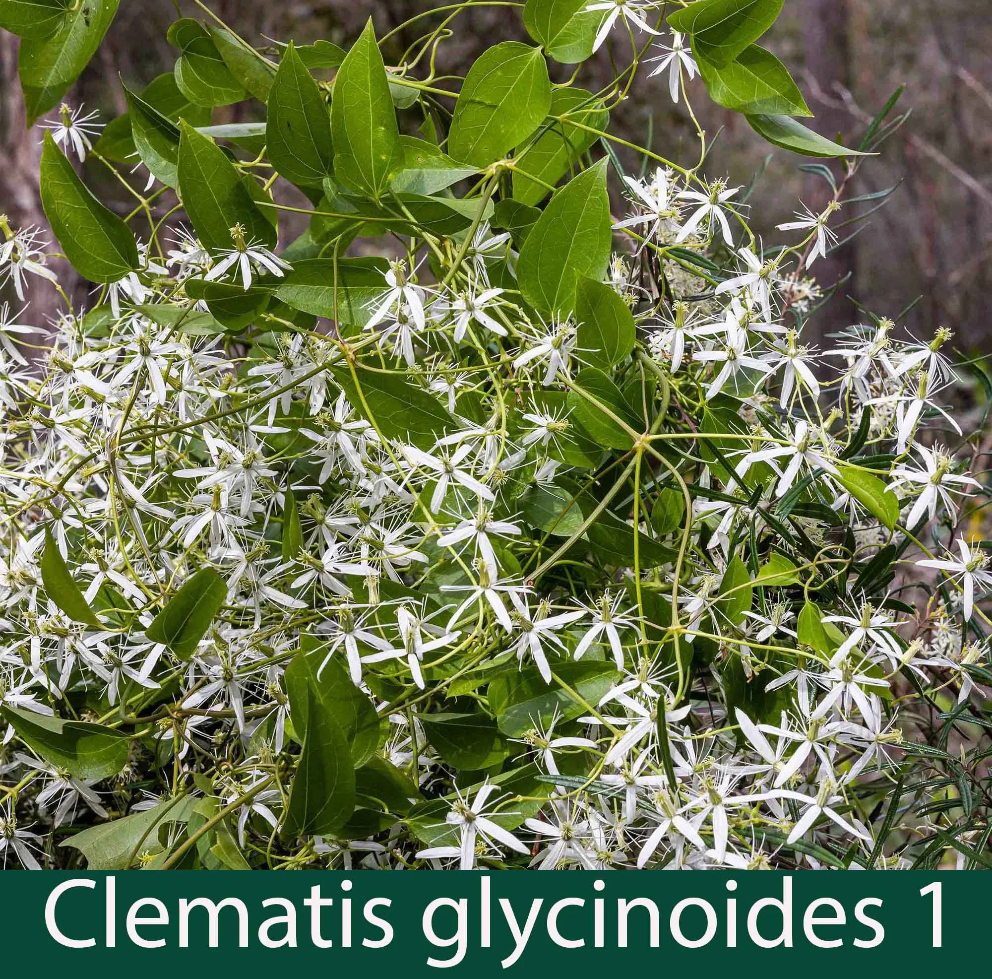 Clematis glycinoides 1   Old mans beard.jpg
