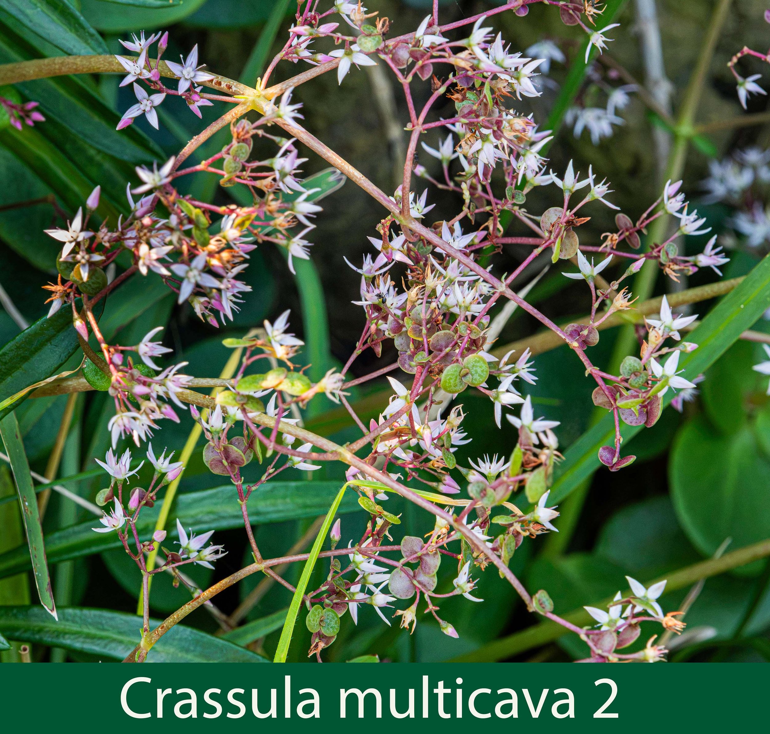 Crassula multicava 2- 261A0316_.jpg