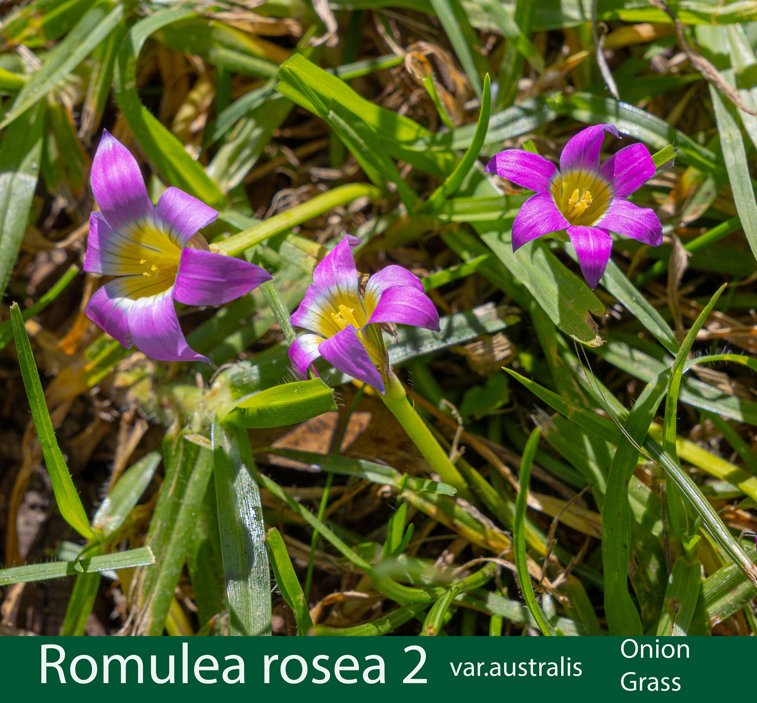 Romulea rosea var australis 2- Onion grass-261A9004 copy.jpg