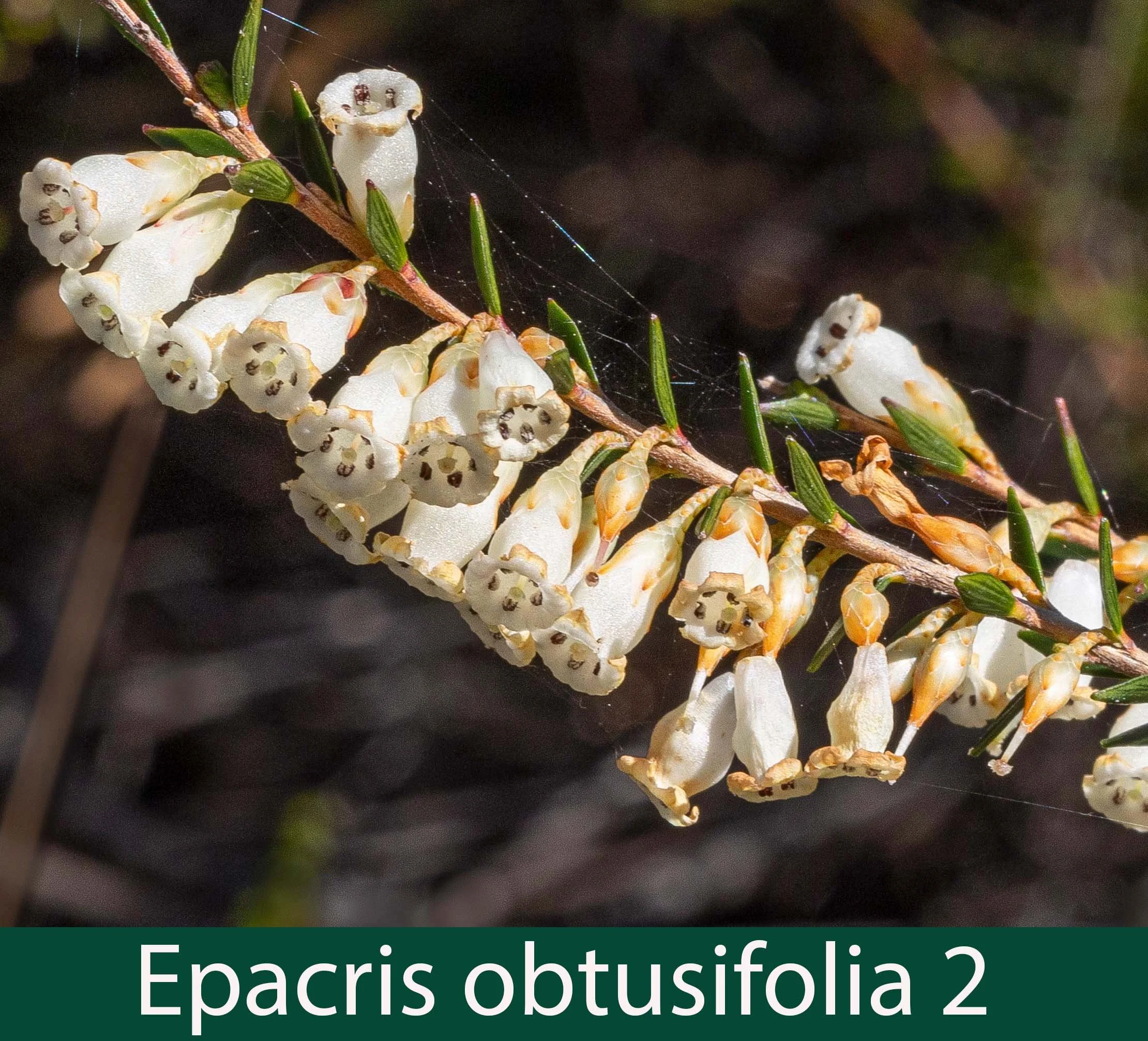 Epacris obtusifolia 2_.jpg
