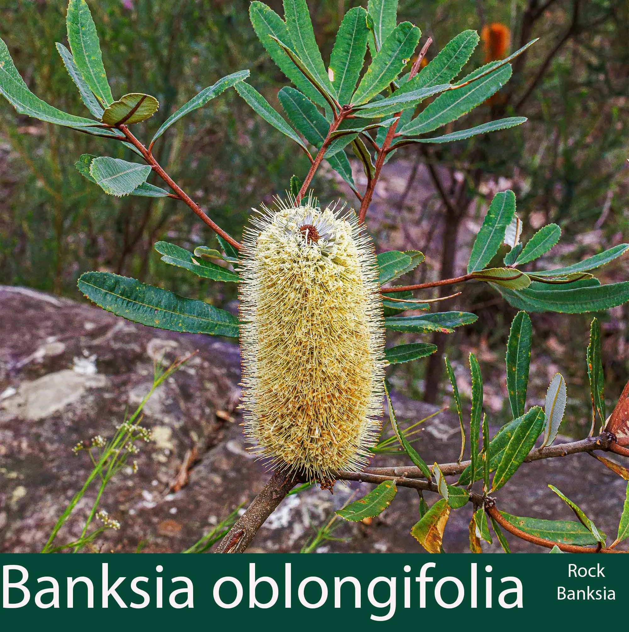 Banksia oblongifolia 1  Rock banksia.jpg