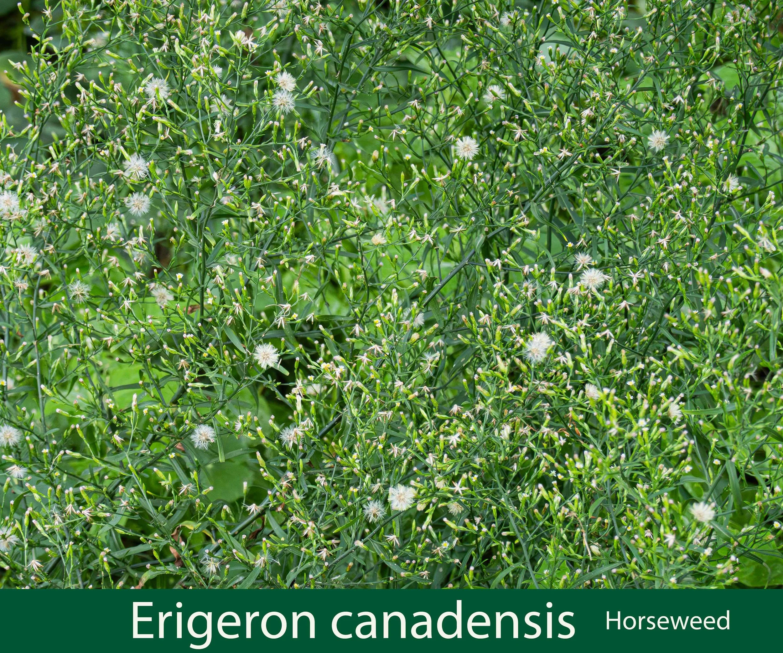 Erigeron canadensis-Horseweed--.jpg