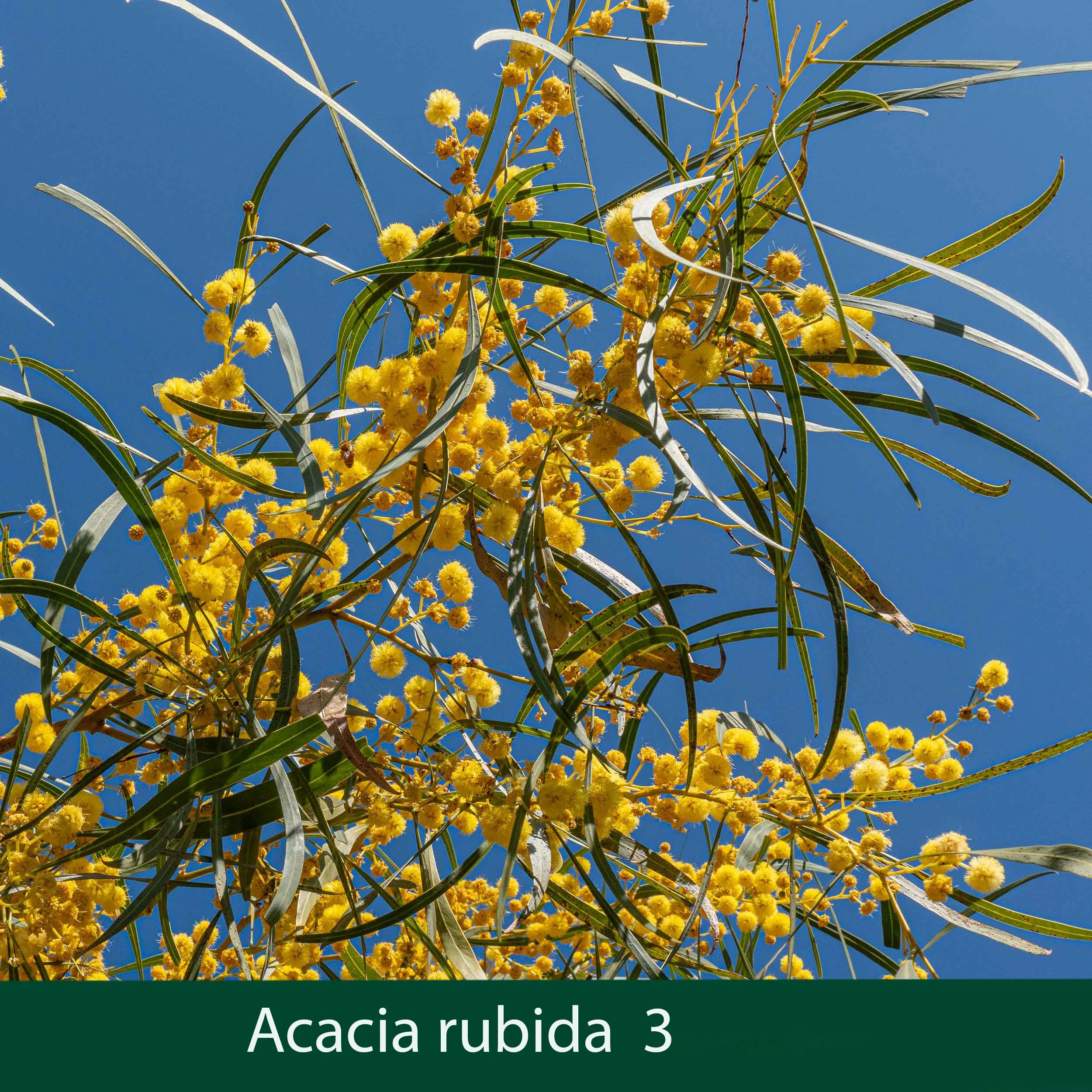 Acacia rubida 3 .jpg