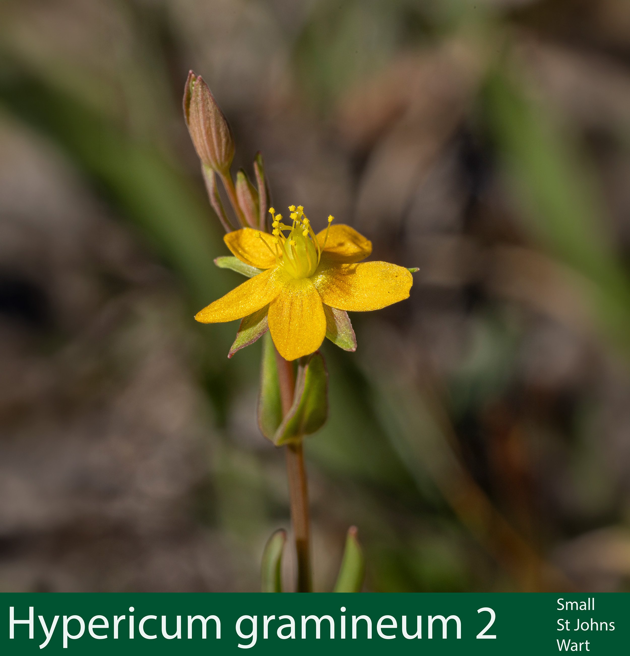 Hypericum gramineum 2 Small St Johns Wart_.jpg