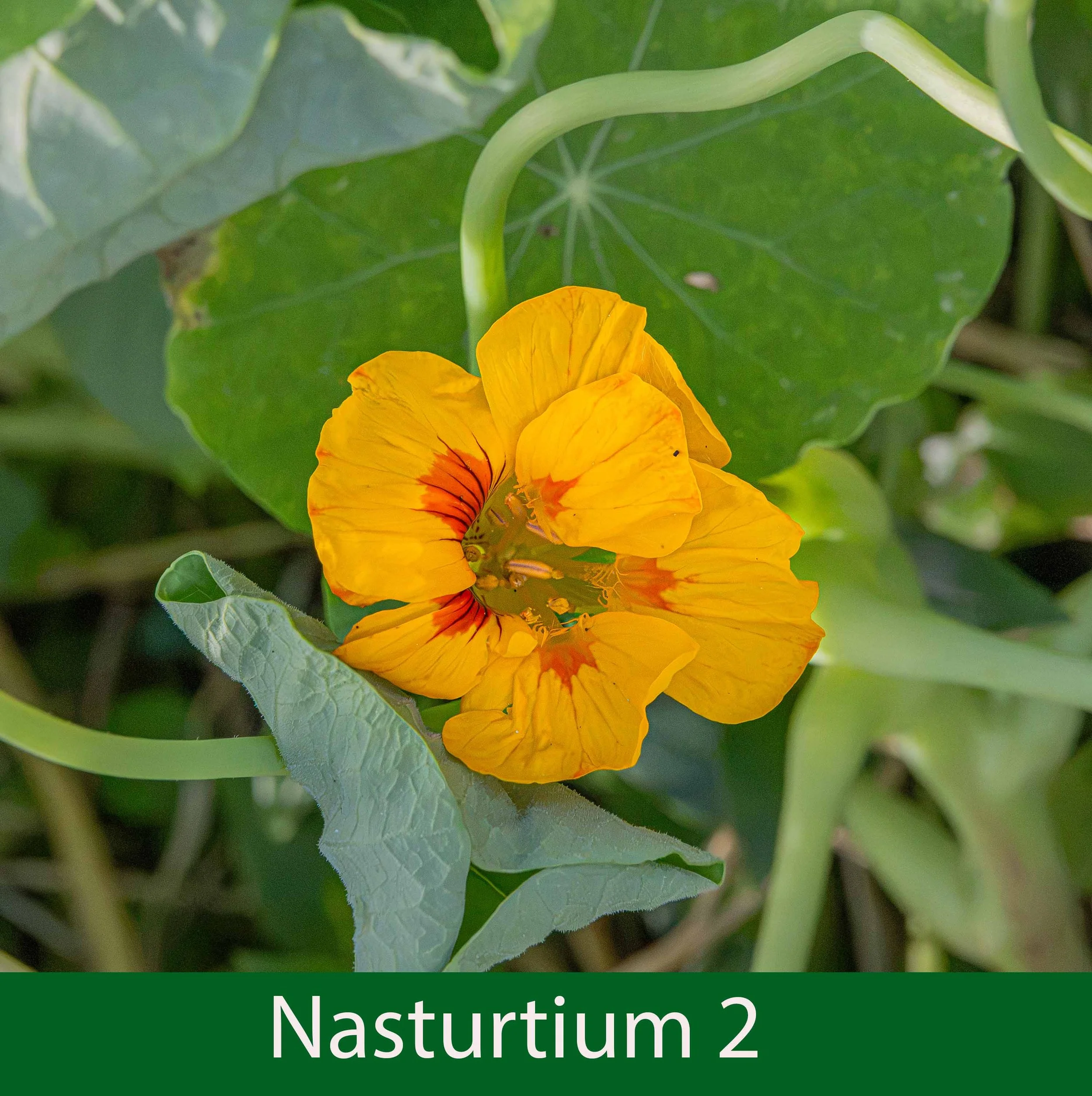 Nasturtium  2--  261A8526.jpg