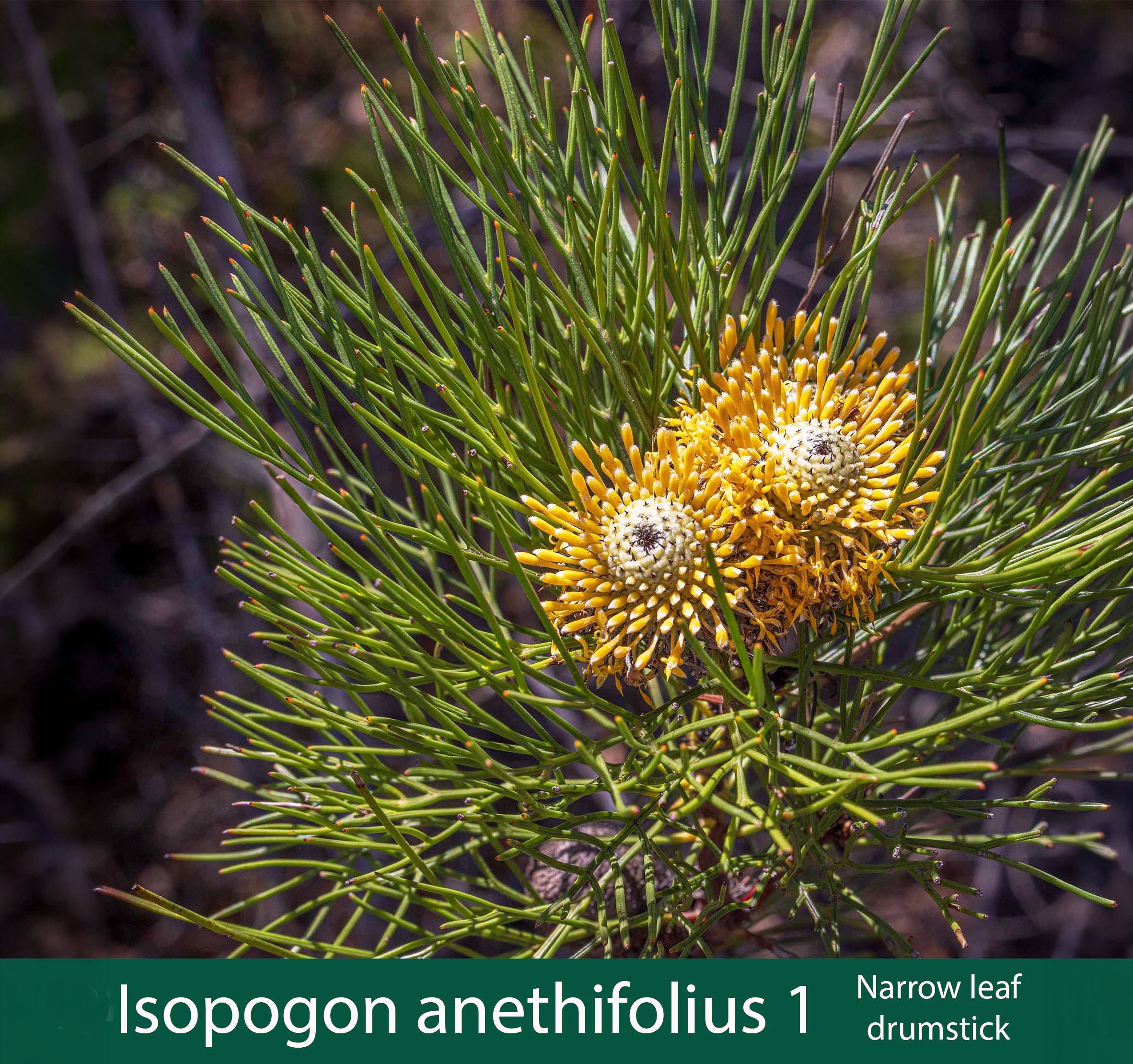 Isopogon anethifolius 1    Narrow leaf drumstick.jpg