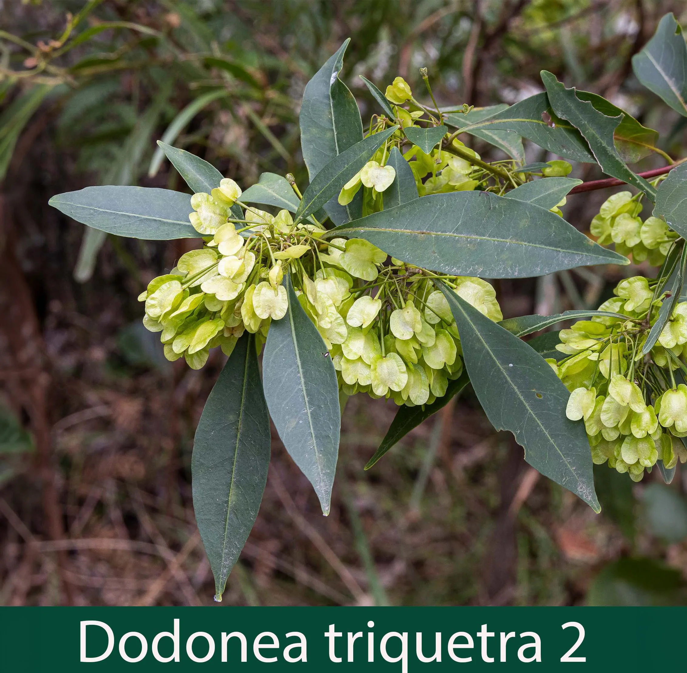 Dodonea triquetra 2_.jpg