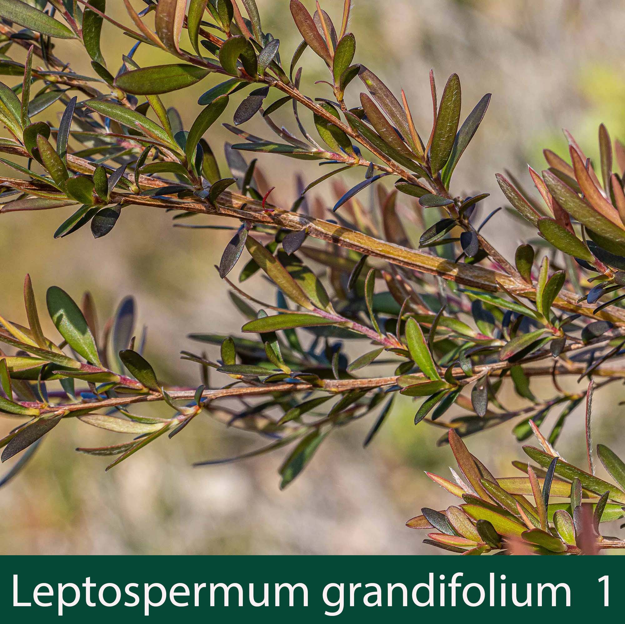 Leptospermum grandifolium 2_.jpg
