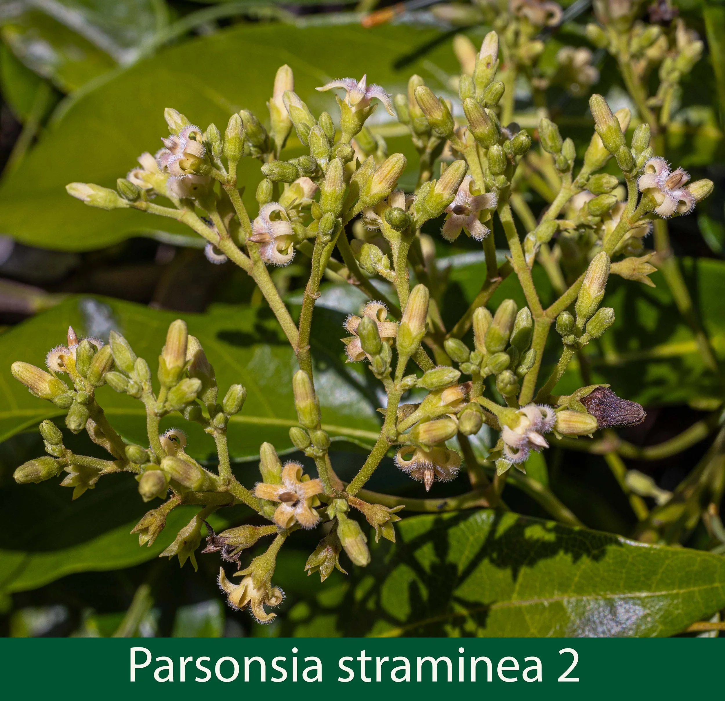 Parsonsia straminea 2_.jpg