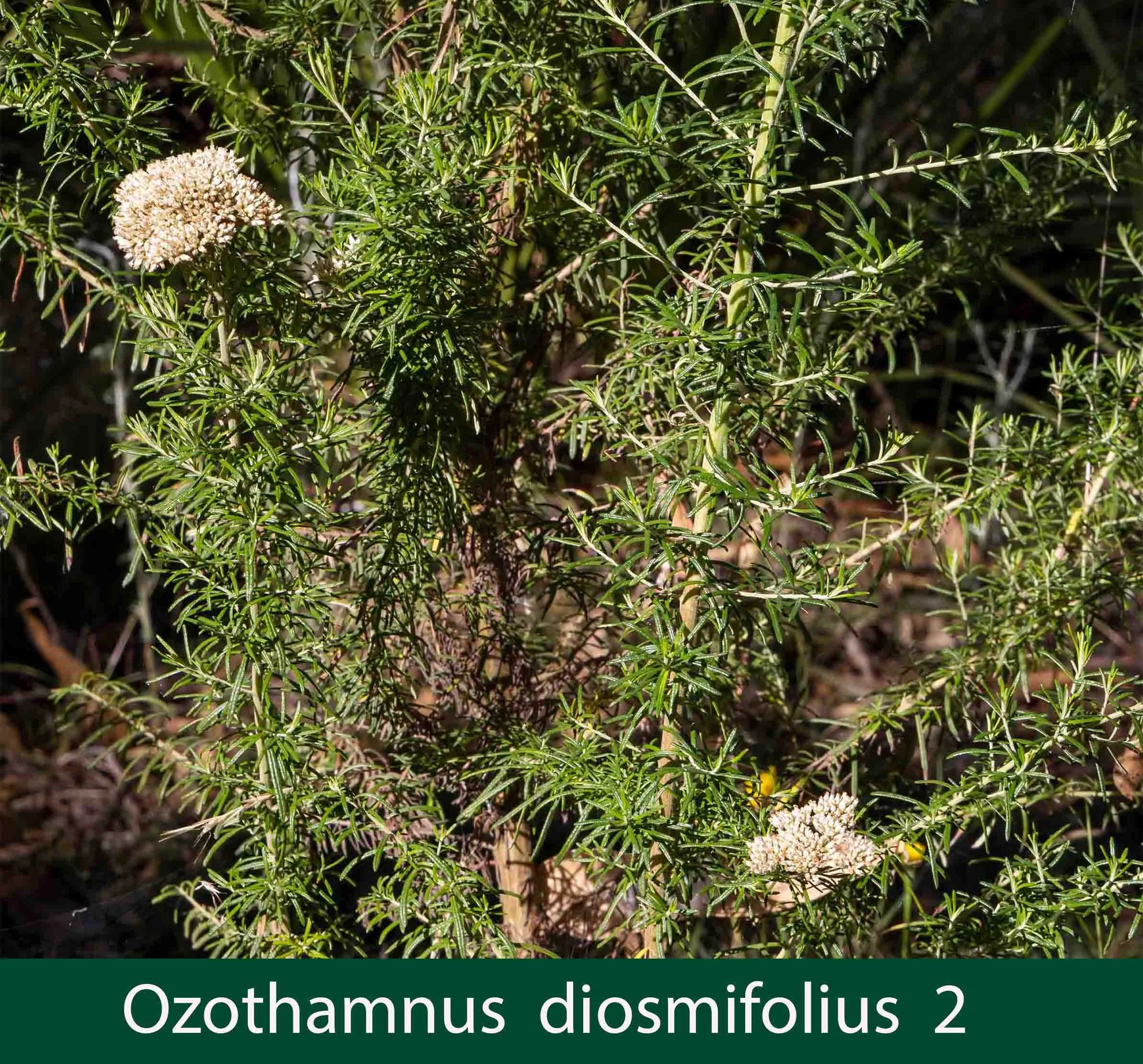 Ozothamnus diosmifolius  2   White dogwood.jpg