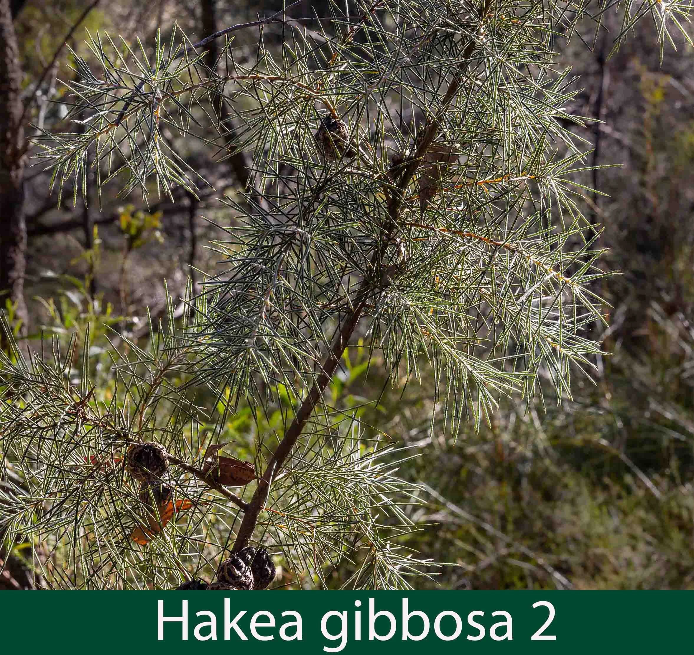 Hakea gibbosa 2_.jpg