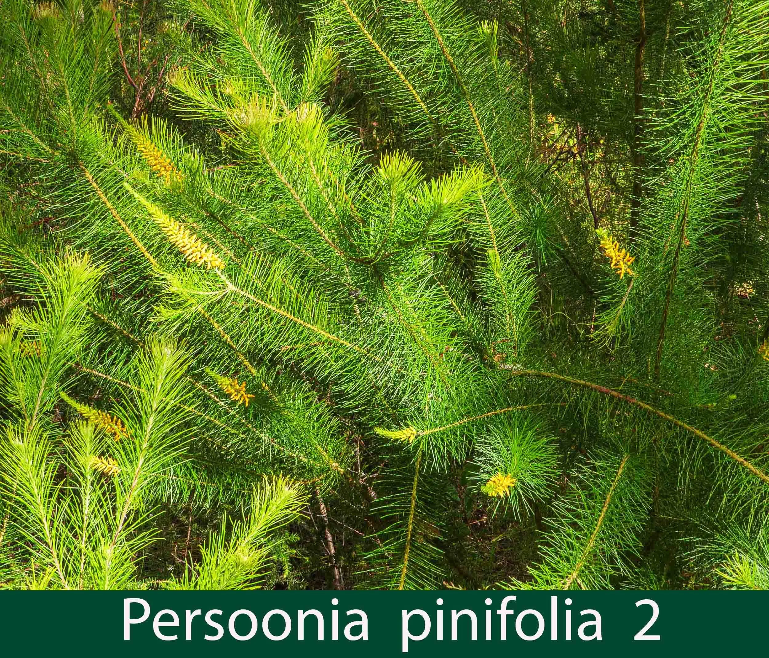 Persoonia pinifolia 2_.jpg