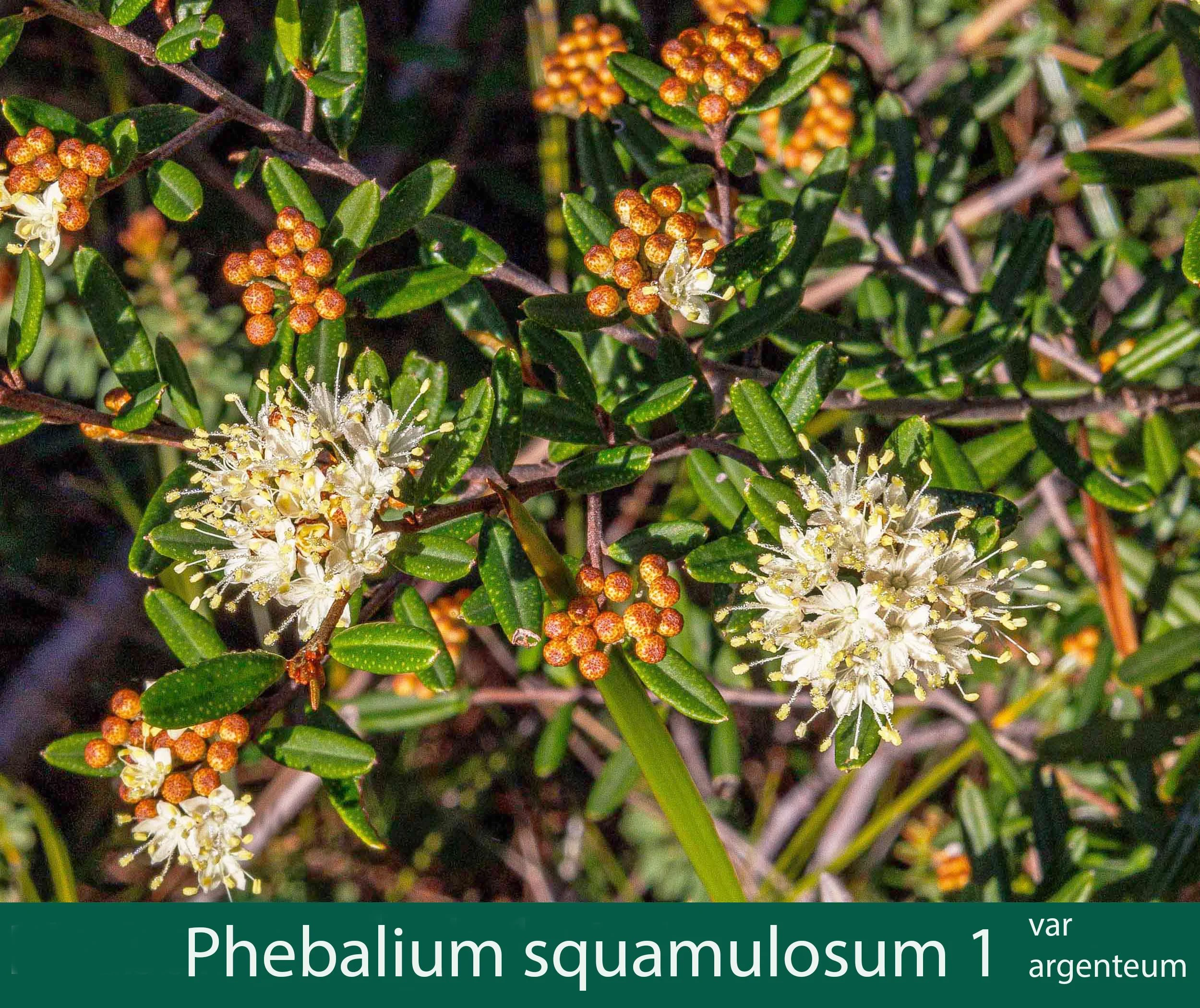 Phebalium squamulosum ssp argenteum 1_.jpg