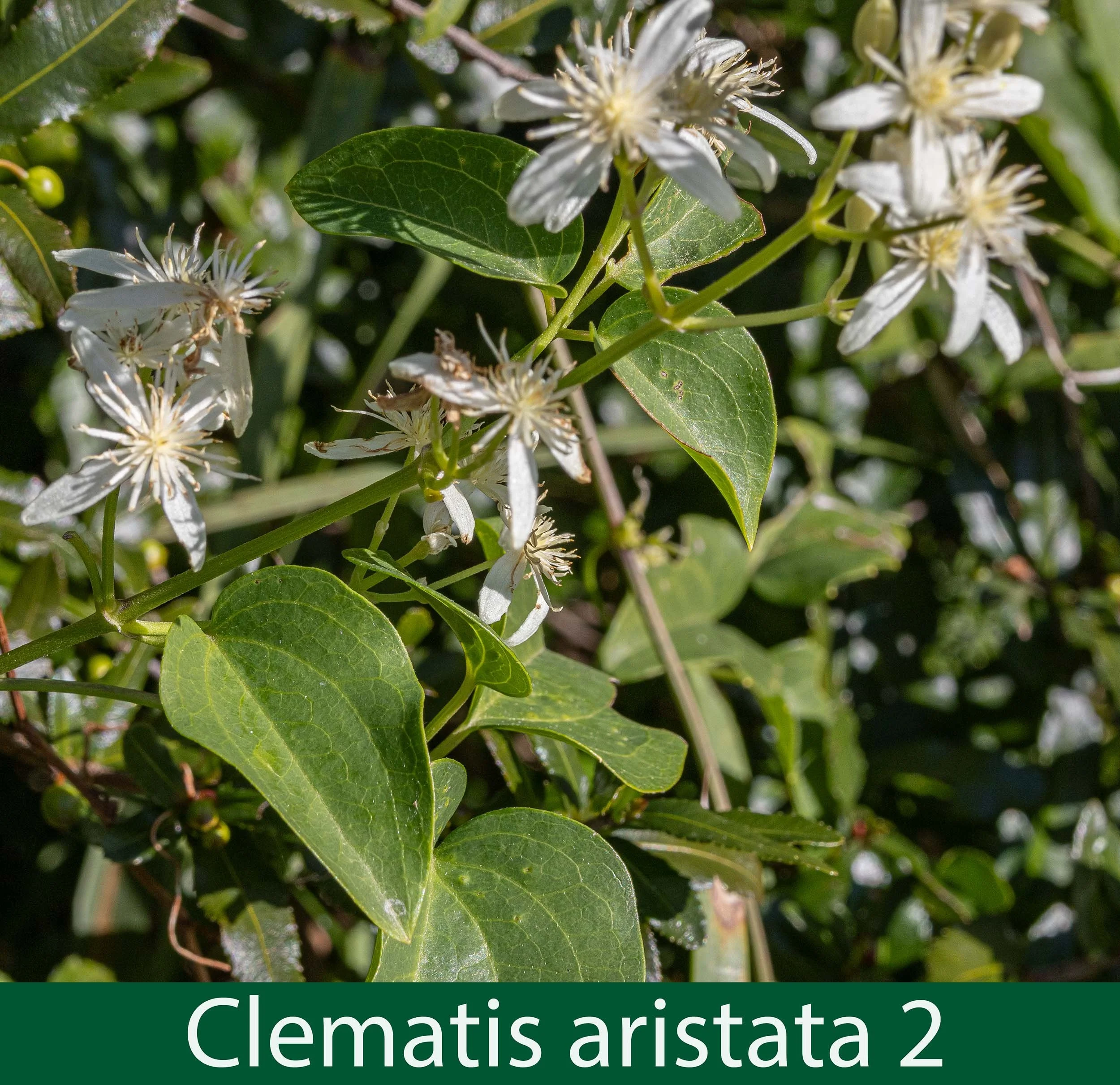Clematis aristata 2  .jpg