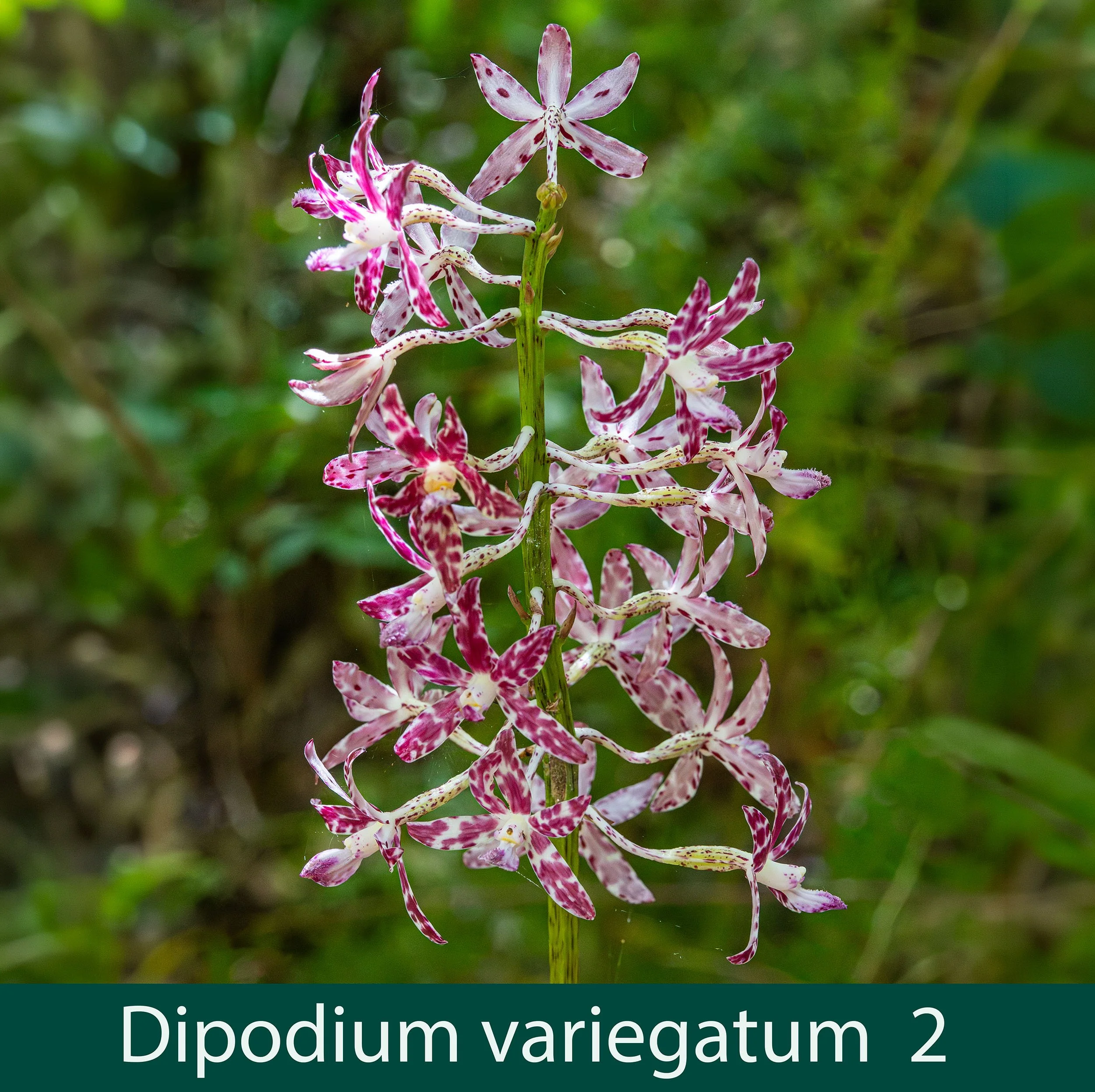 Dipodium variegatum 2 .jpg