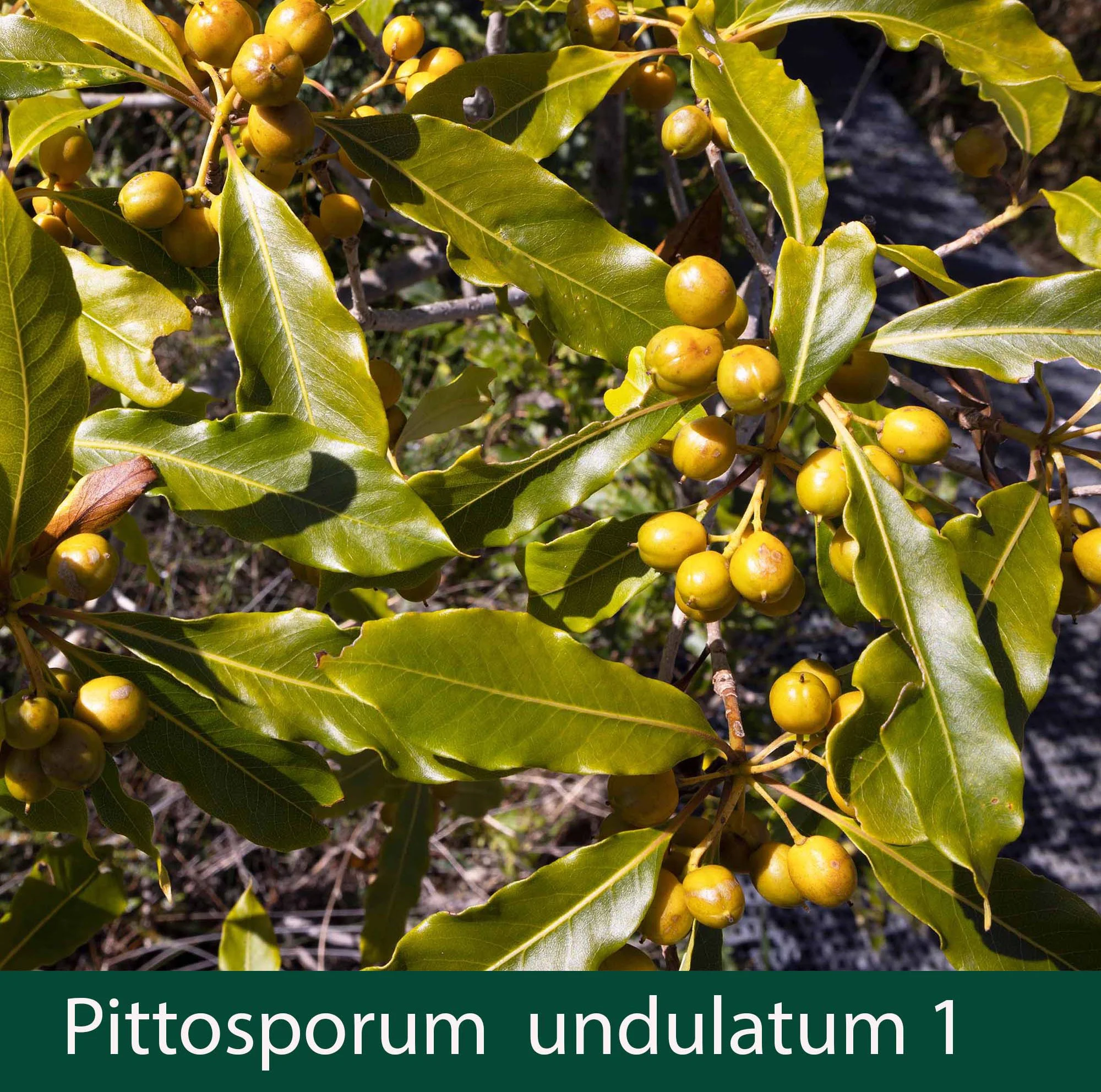 Pittosporum undulatum 1_.jpg