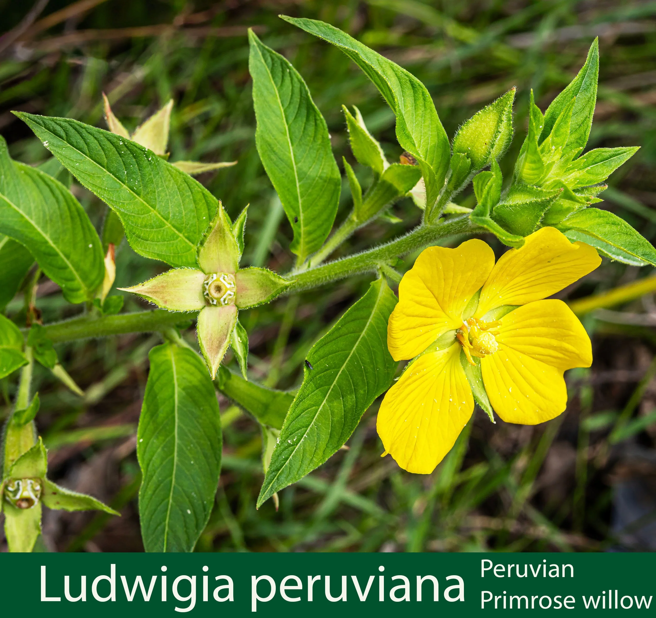 Ludwigia peruviana-a-Peruvian Primrose Willow-.jpg