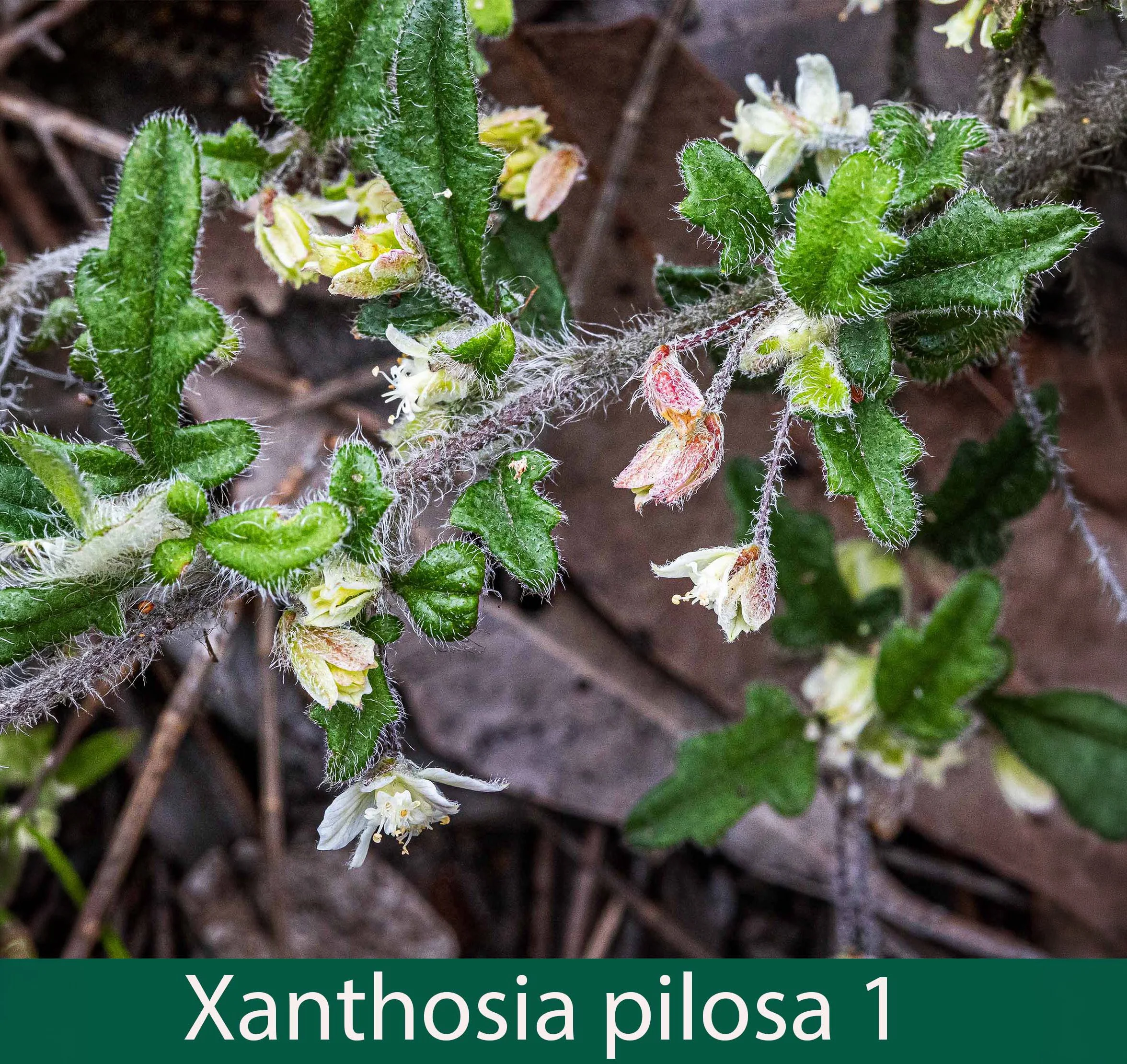 Xanthosia pilosa 1_.jpg