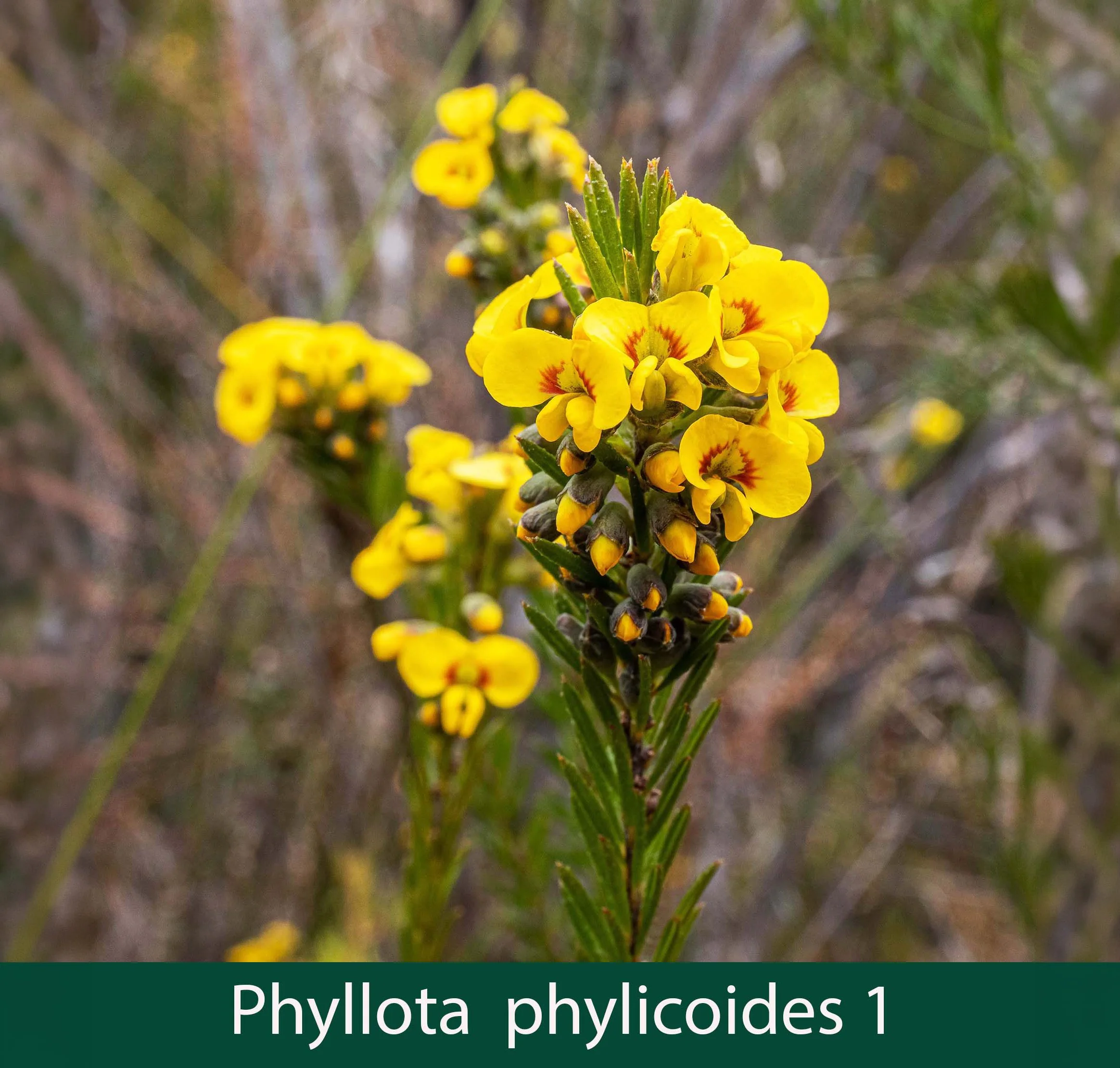 Phyllota phylicoides 1_.jpg