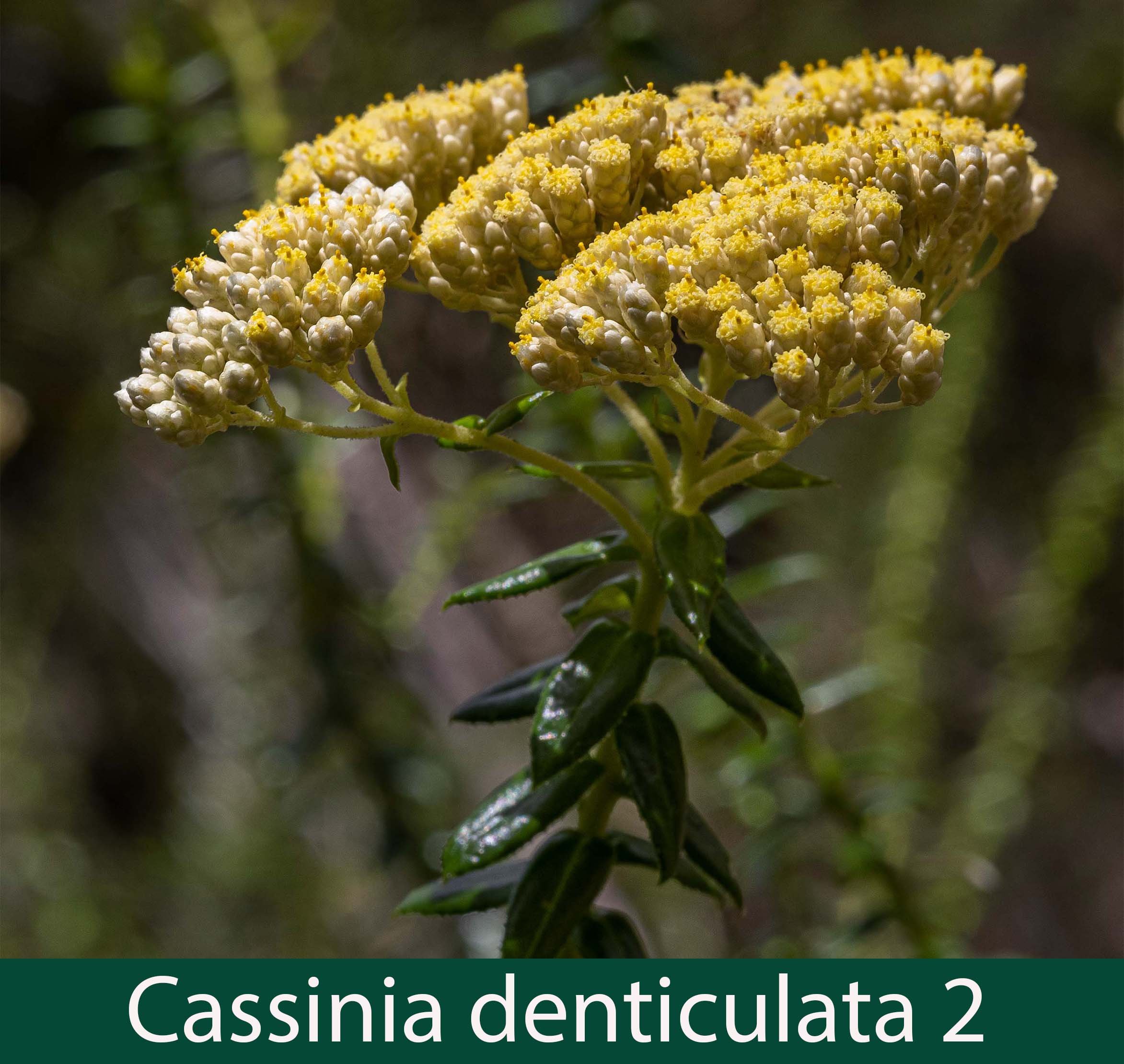 Cassinia denticulata 2_.jpg