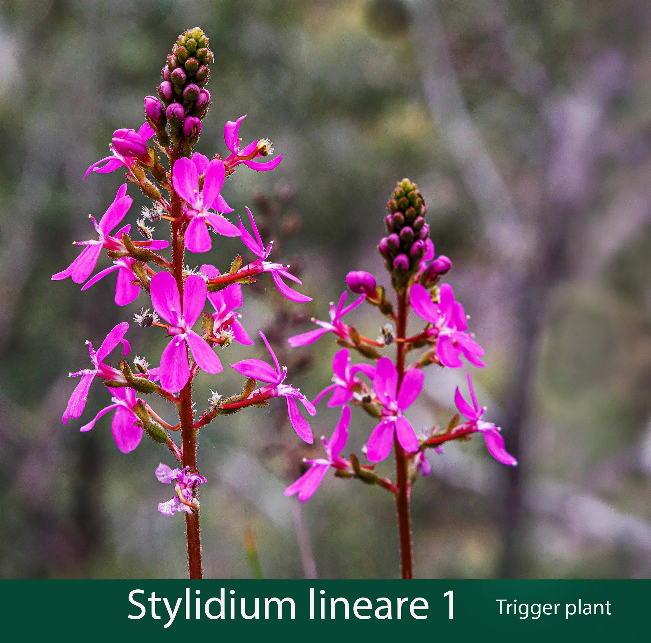 Stylidium lineare 1_.jpg