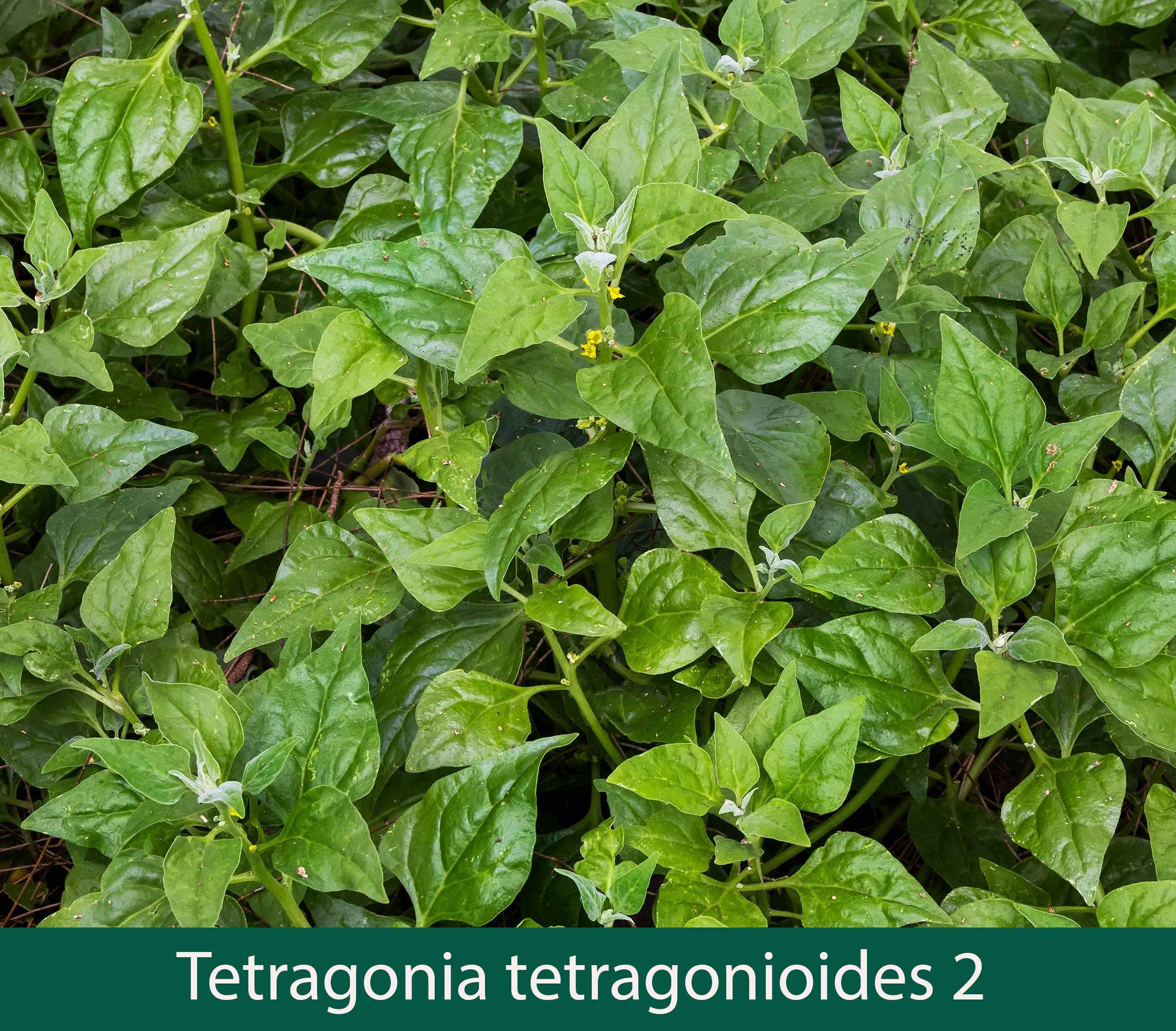 Tetragonia tetragonioides 2_.jpg