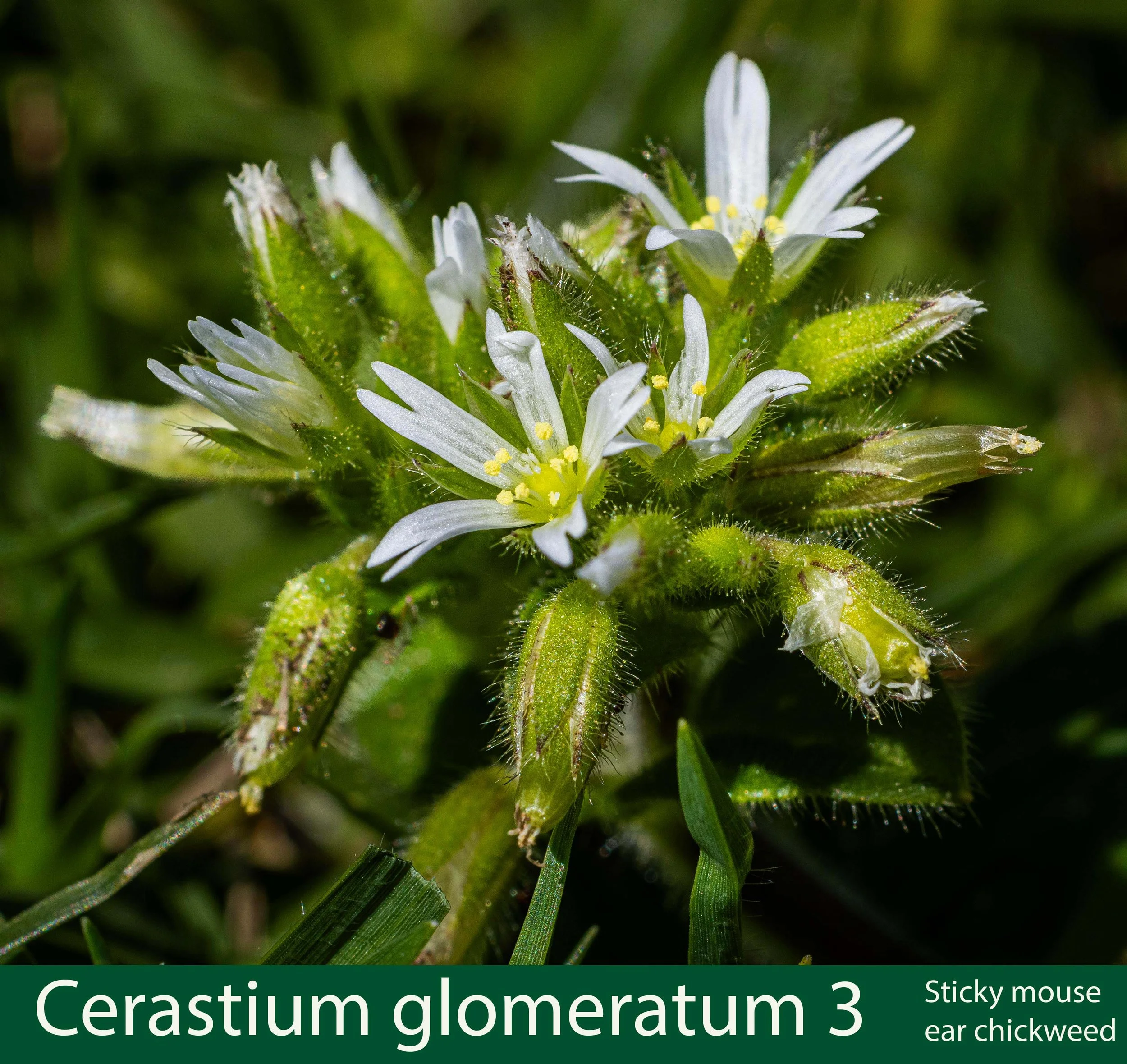 Cerastium glomeratum-3-e-Sticky mouse ear chickweed-261A8524 copy.jpg