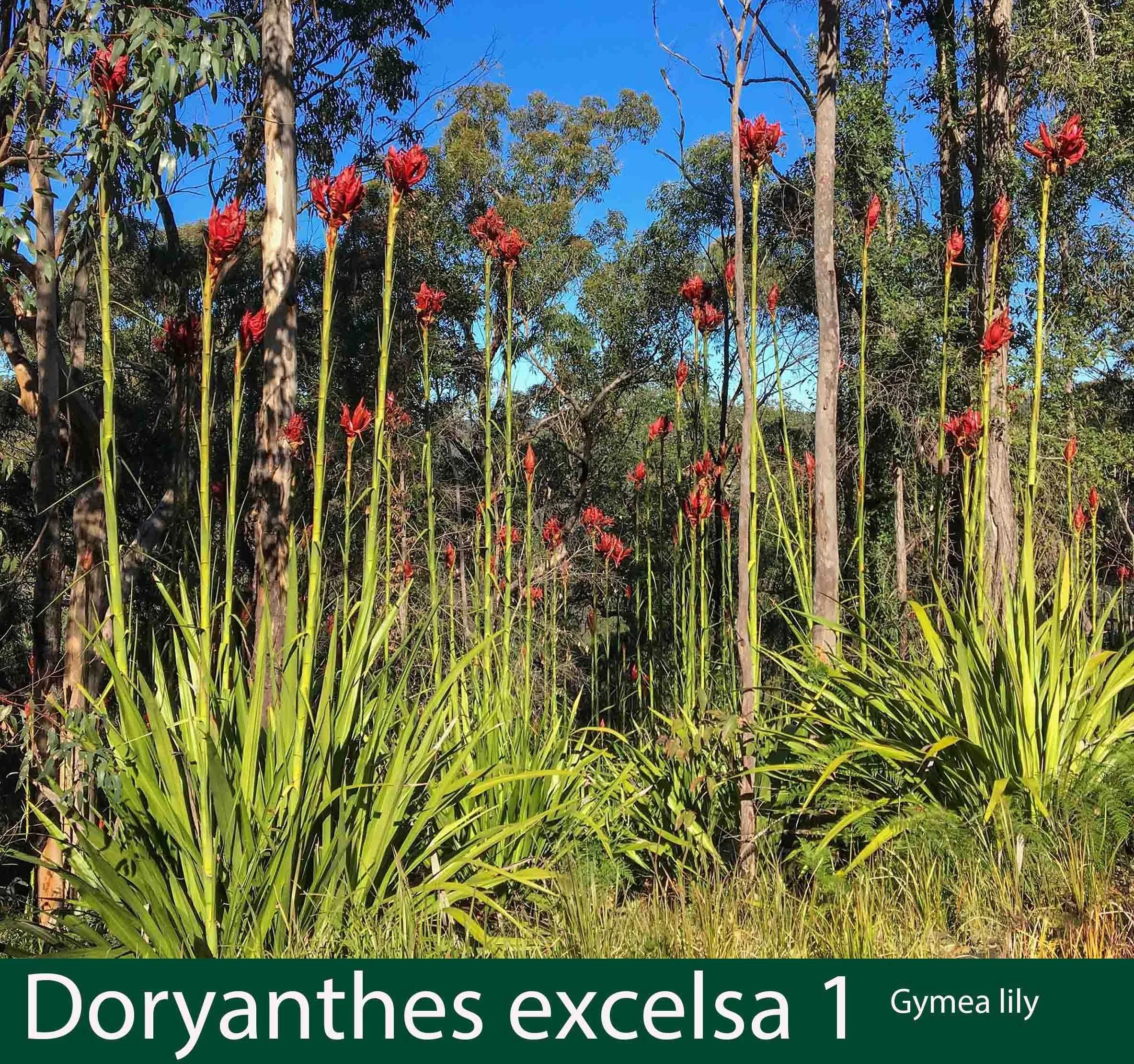 Doryanthes excelsa 1  Gymea lily.jpg