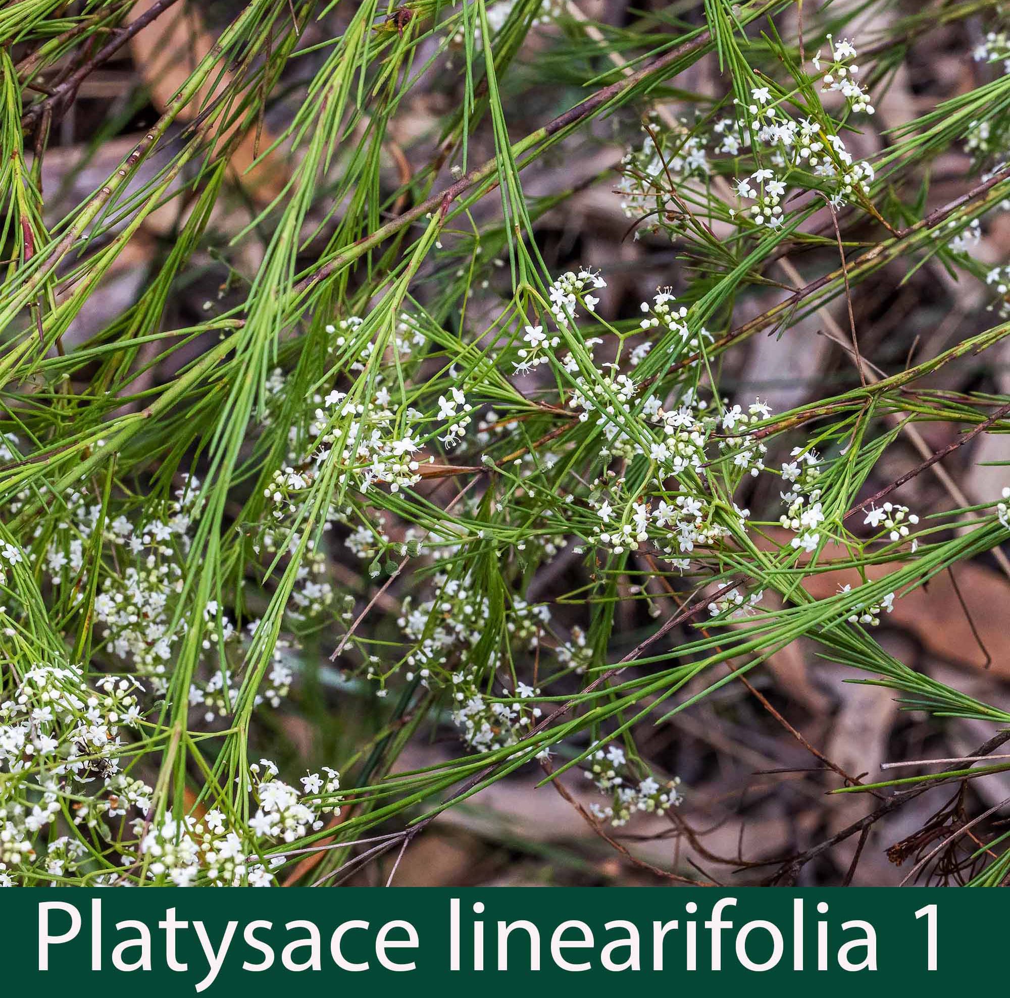 Platysace linearifolia 1_.jpg