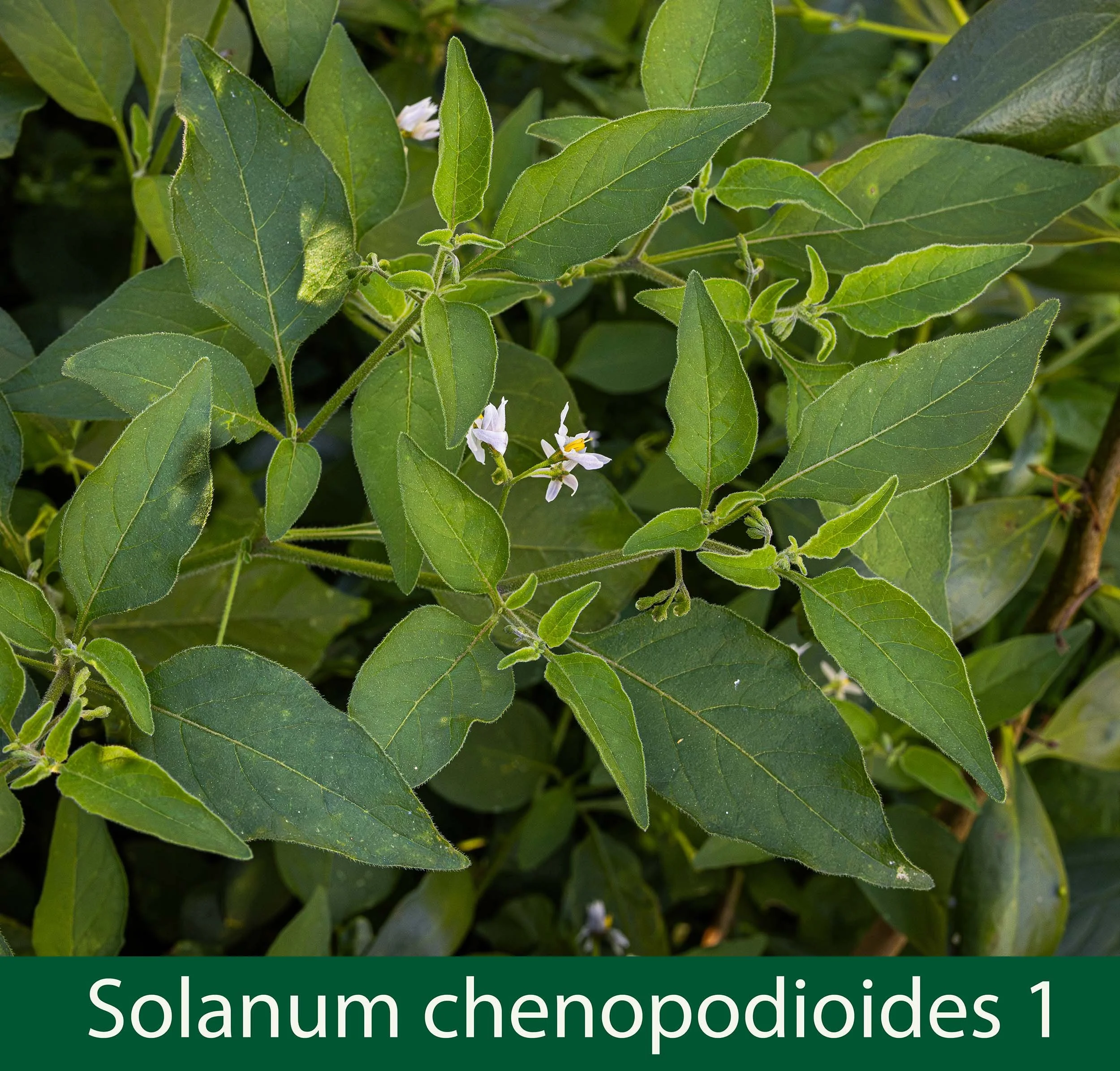 Solanum chenopodioides 1.jpg