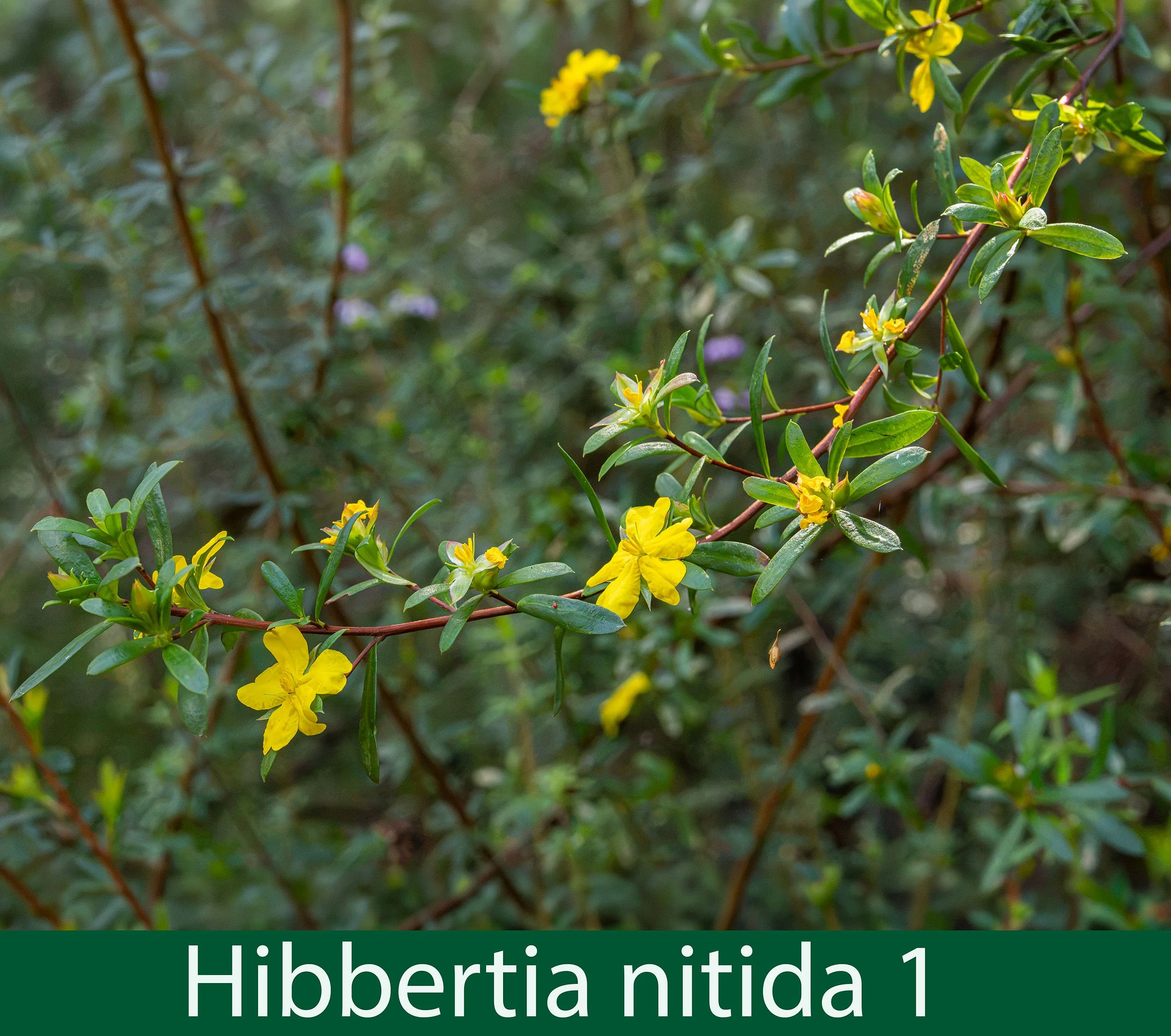 Hibbertia nitida 1-261A0788_.jpg