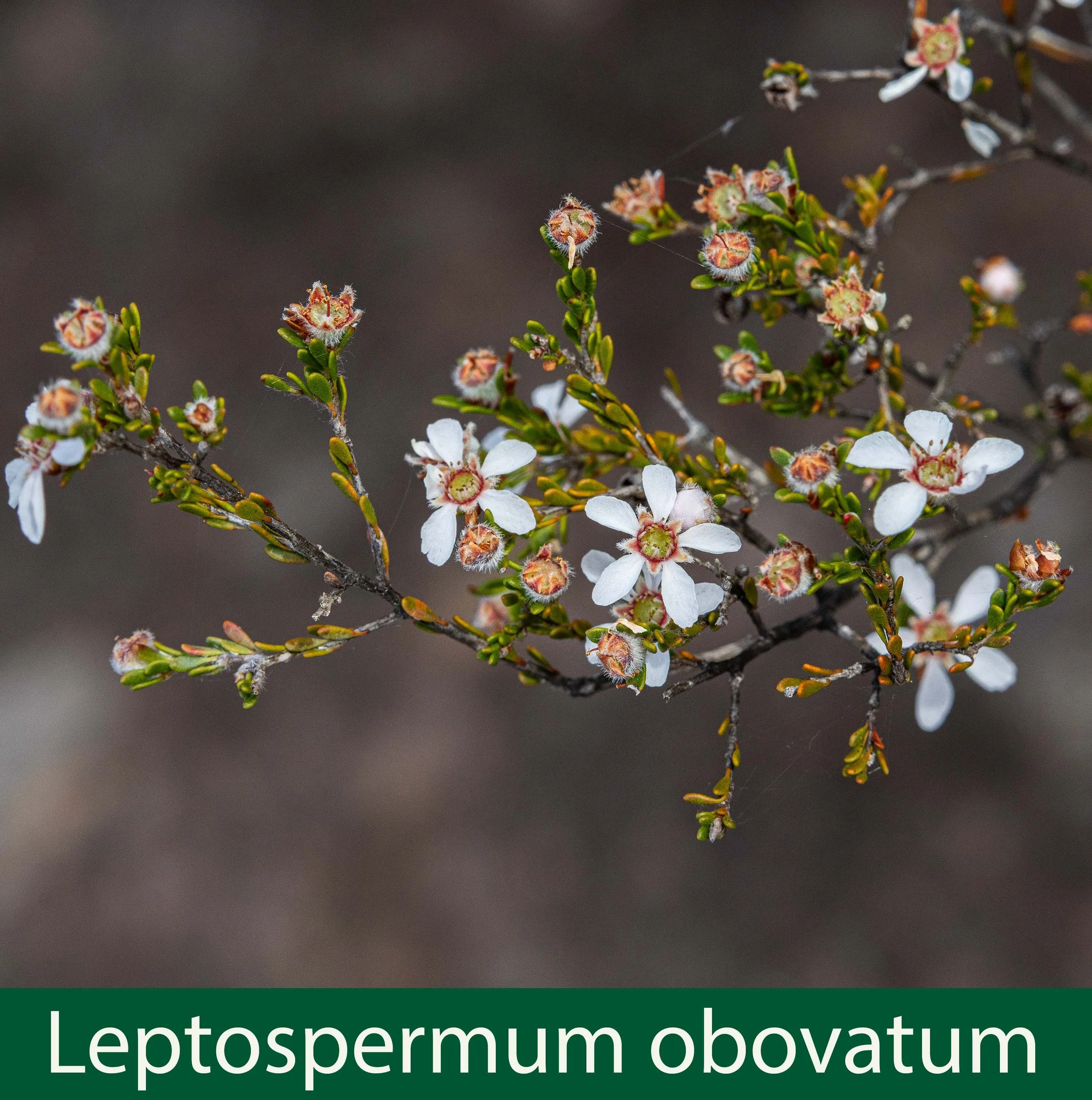 Leptospermum obovatum a -261A1634 copy.jpg