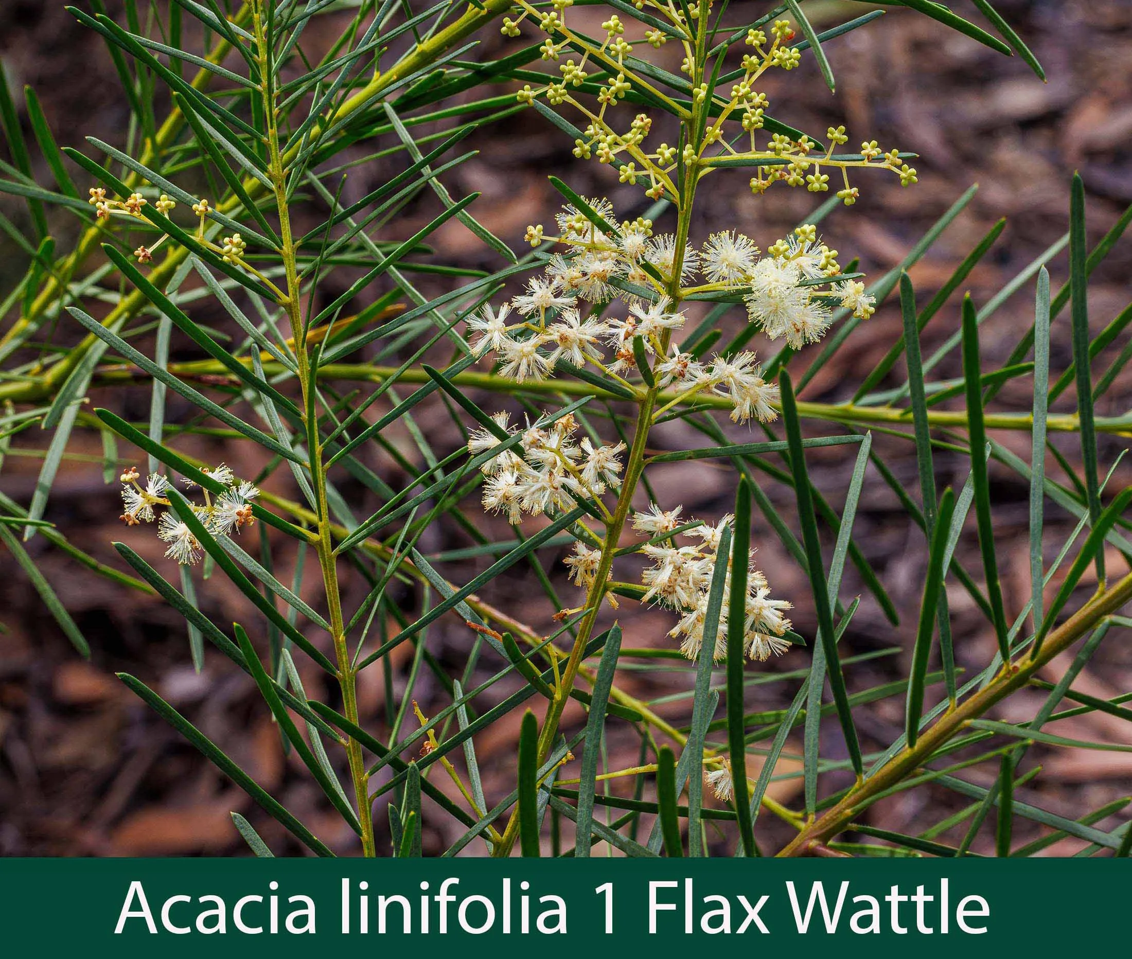Acacia linifolia 1  Flax Wattle.jpg