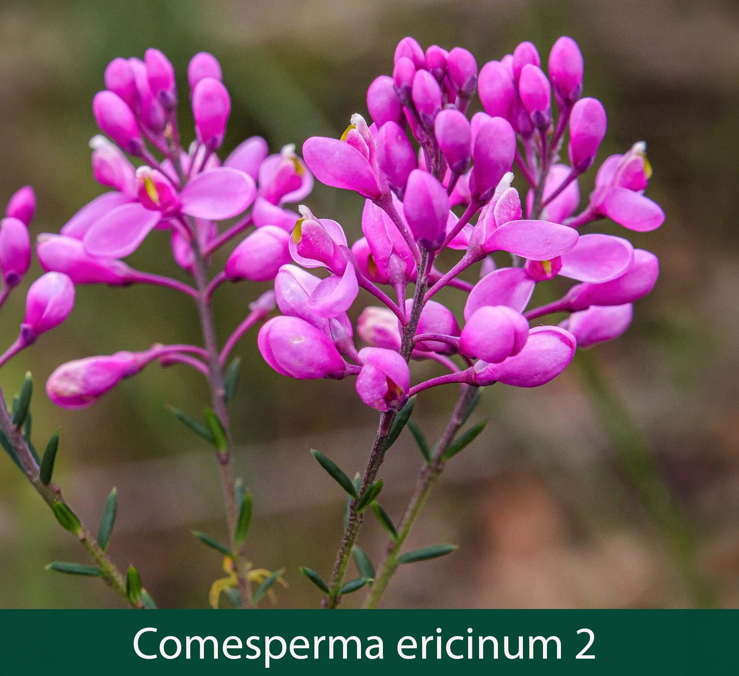 Comesperma ericinum 2_.jpg