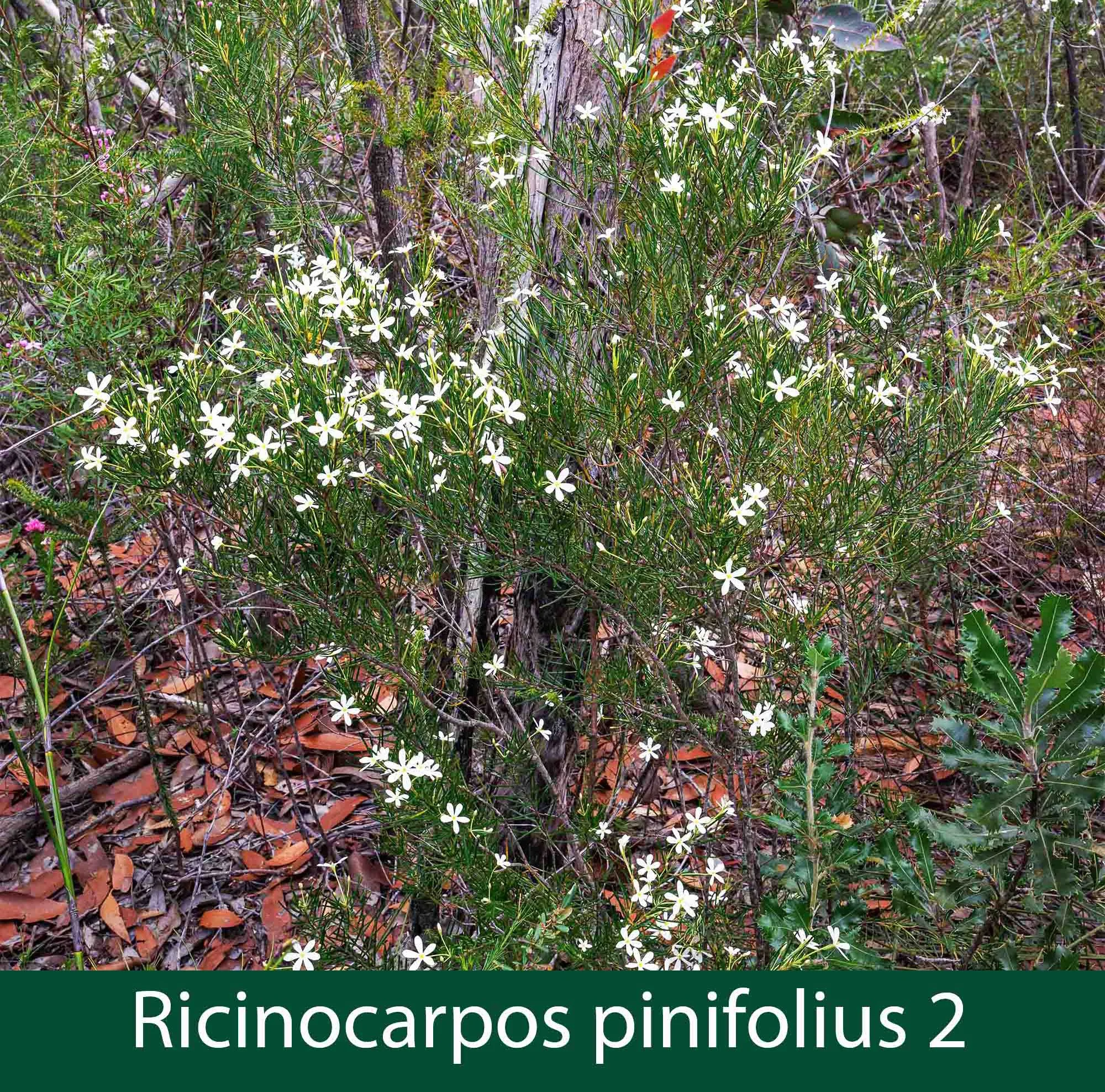 Ricinocarpos pinifolius 2    Wedding bush.jpg