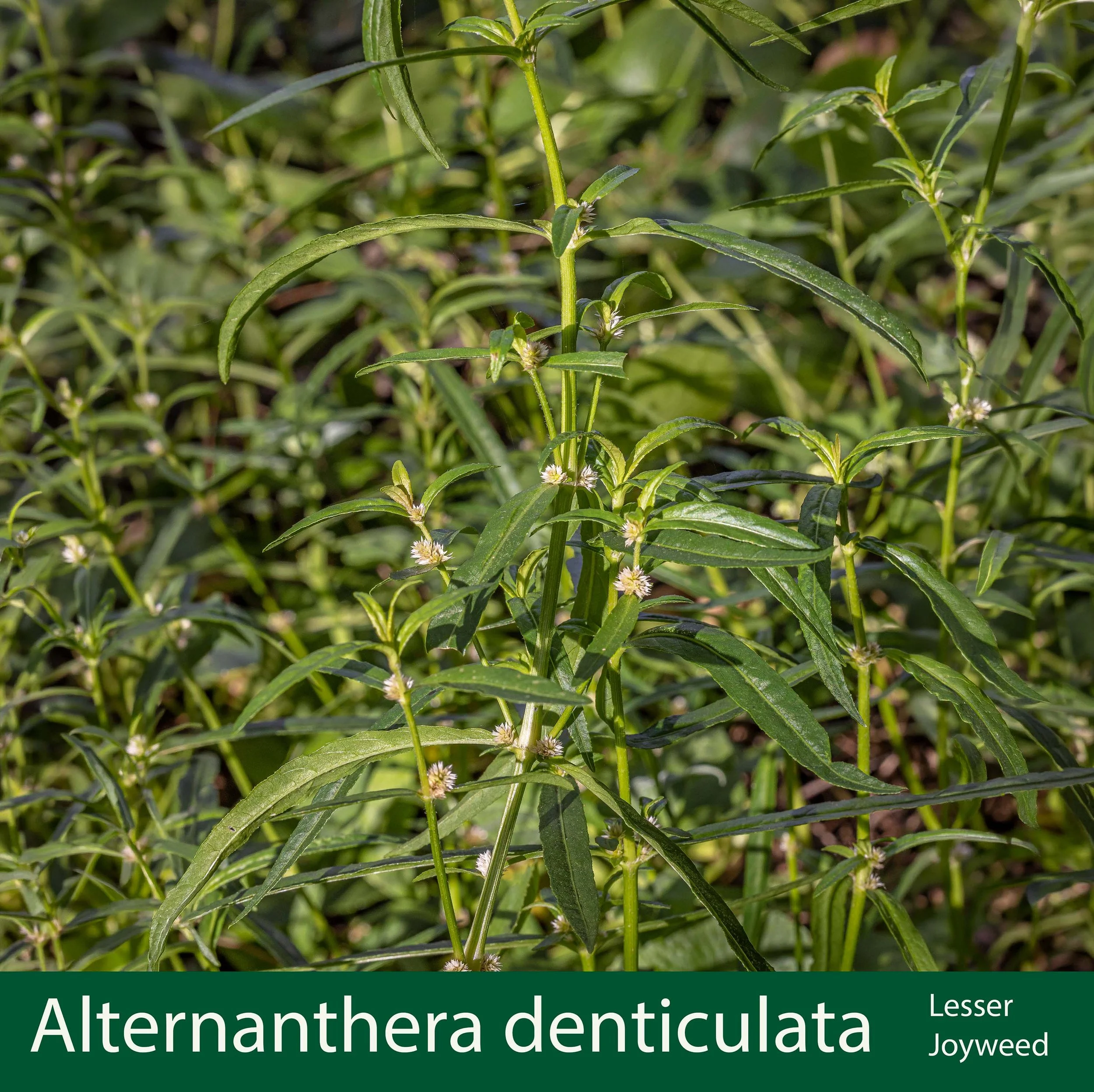 Alternanthera denticulata a Lesser Joyweed.jpg