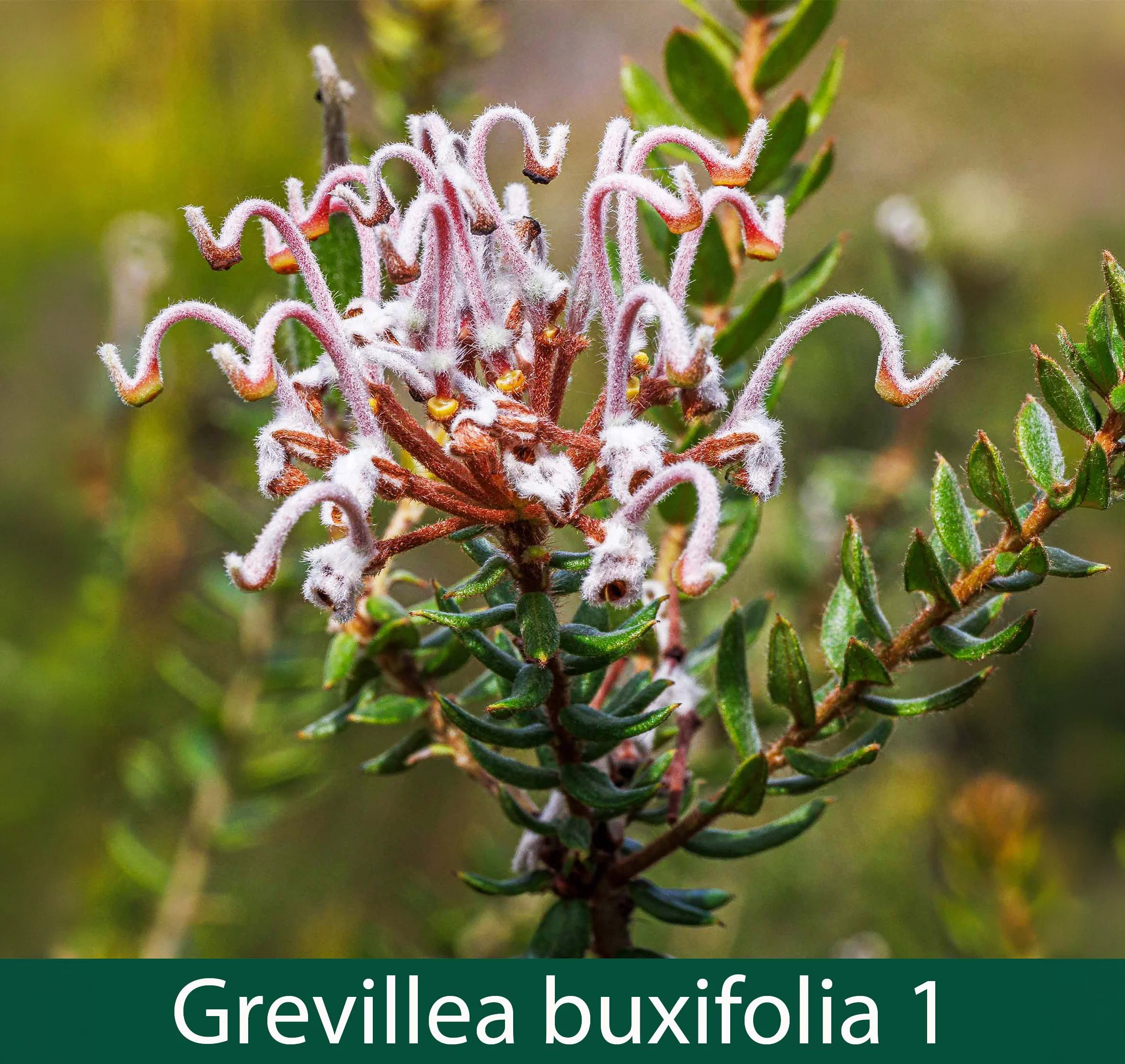 Grevillea buxifolia  1_.jpg