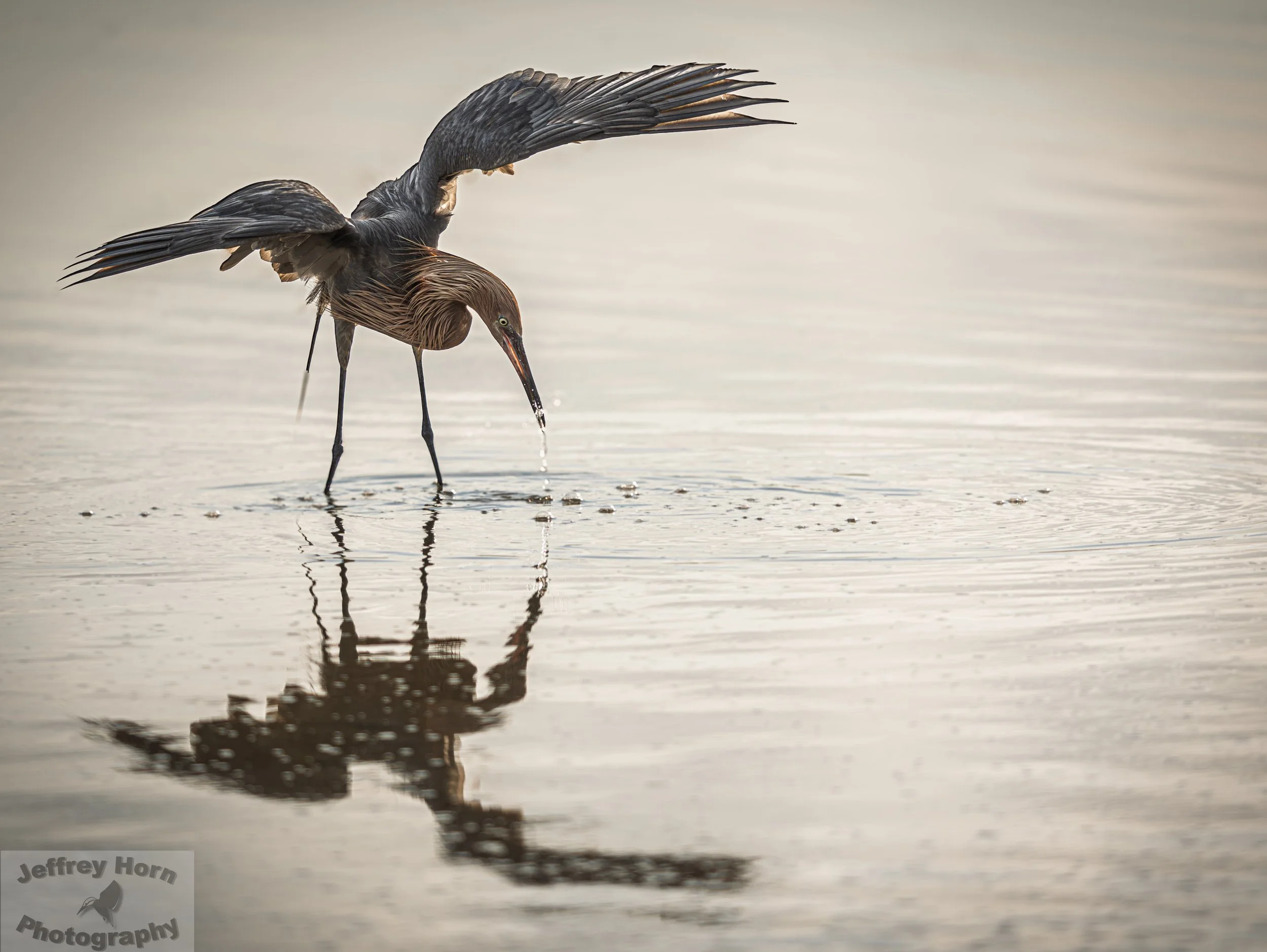 Reddish Egret with a fish-2.jpg